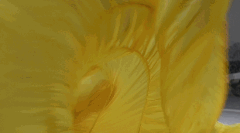 Ruby_01.gif