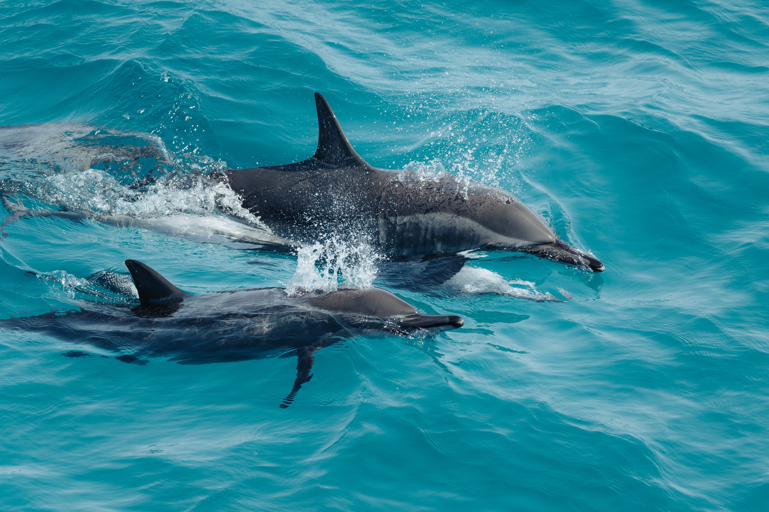 A Day in the Life of Wild Dolphins