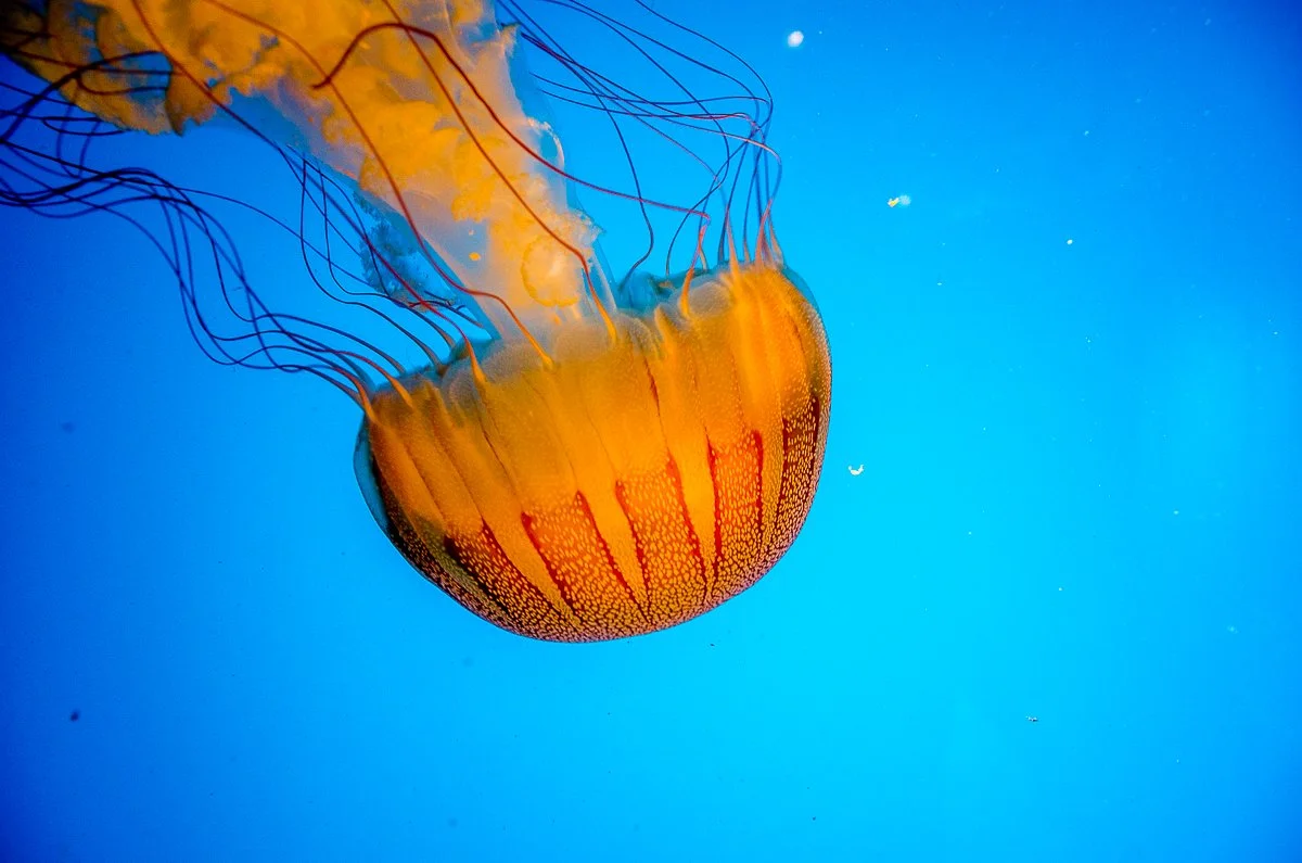 Monterey_Bay_Aquarium_140427-4459.jpg