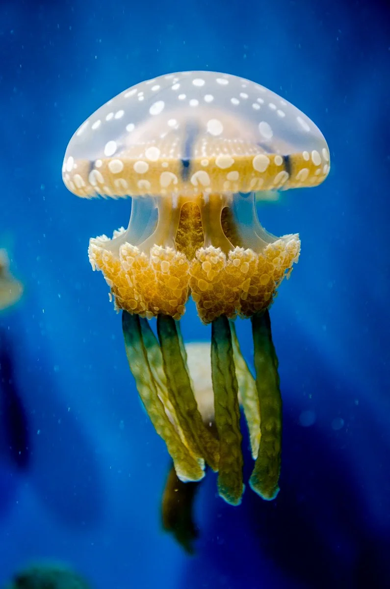 Monterey_Bay_Aquarium_140427-4464.jpg
