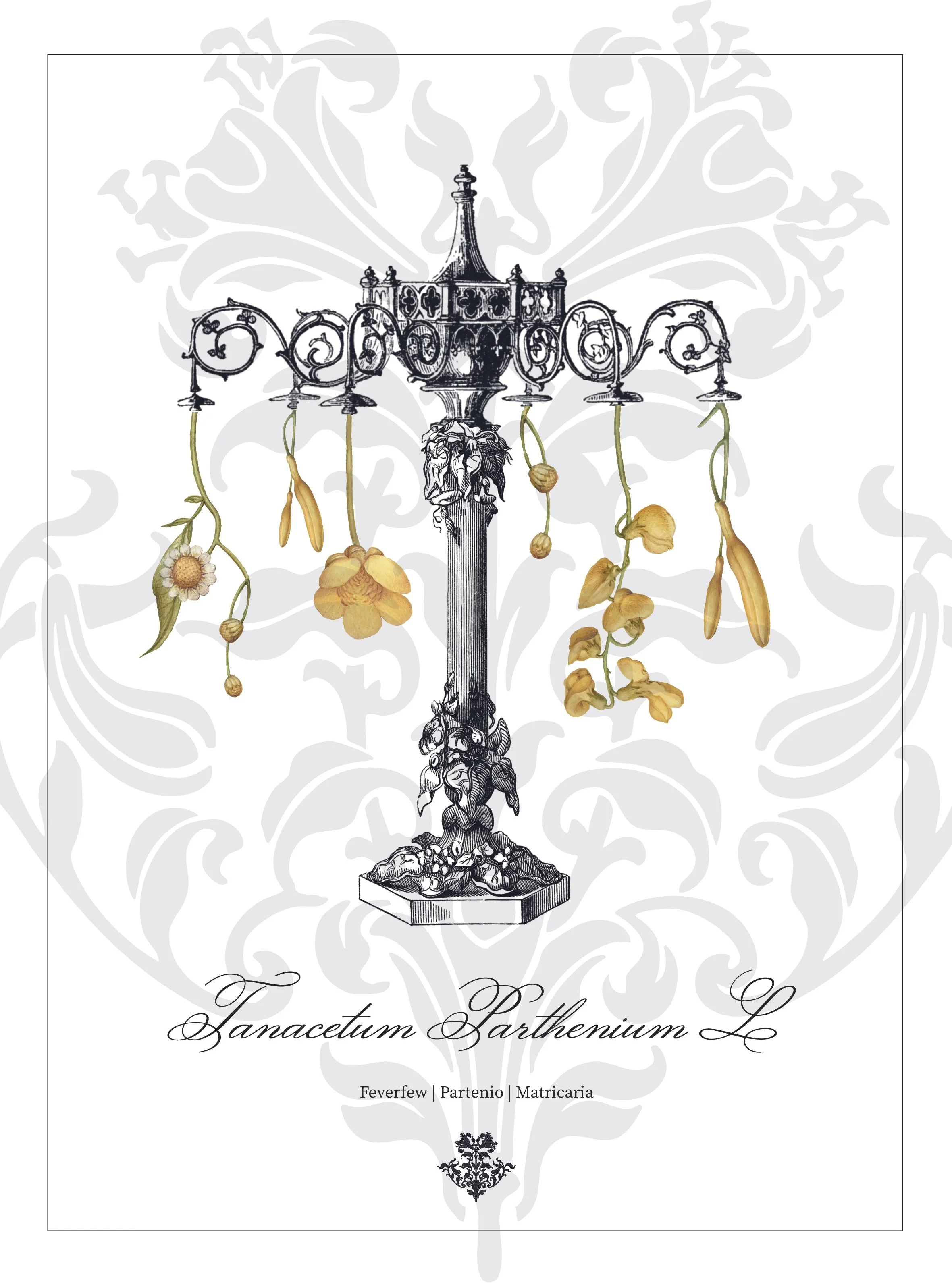 Tanacetum Parthenium L.