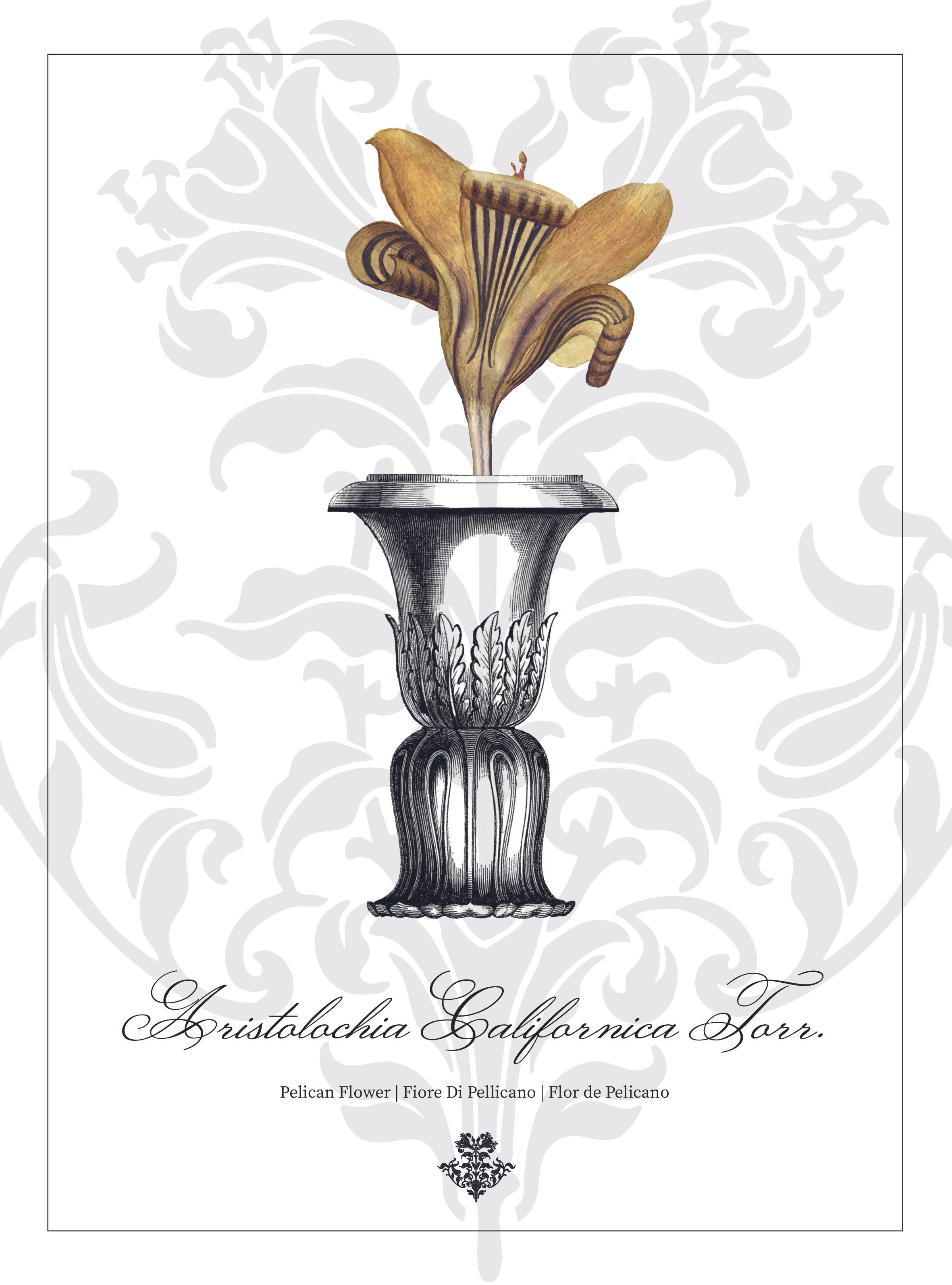 Aristolochia Californica Torr.