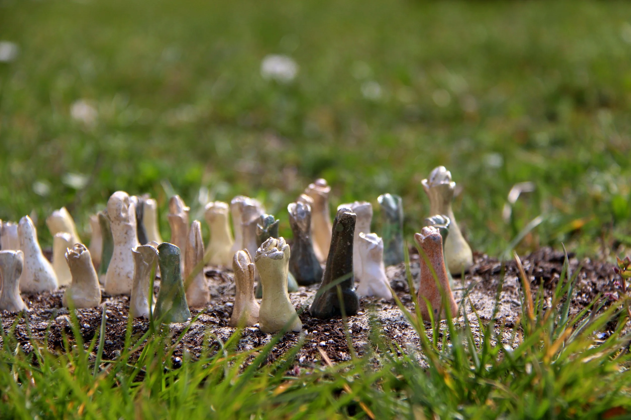 Blütenphalli1.jpg