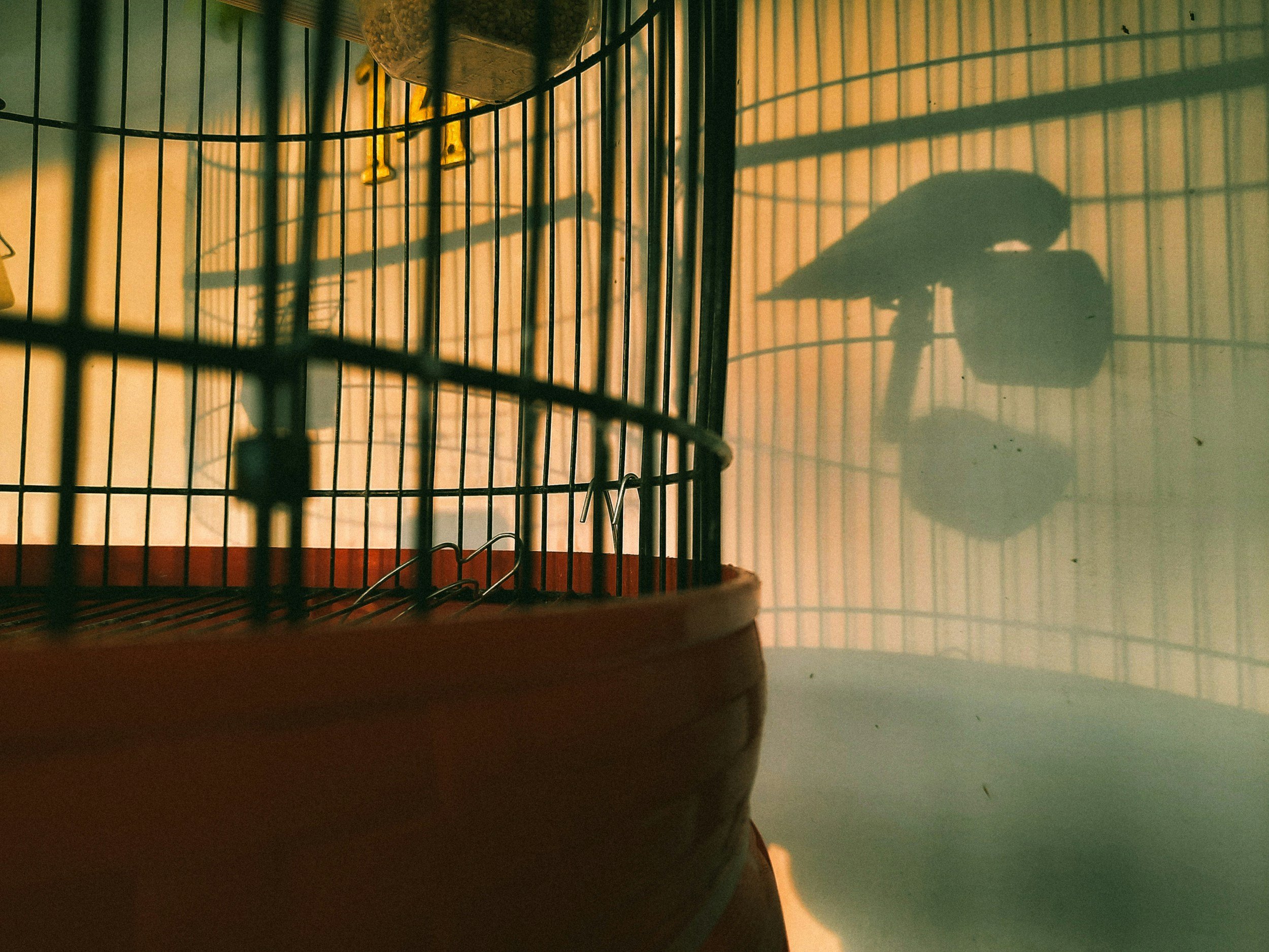 Bird in a cage much like our thoughts and emotions caged up.