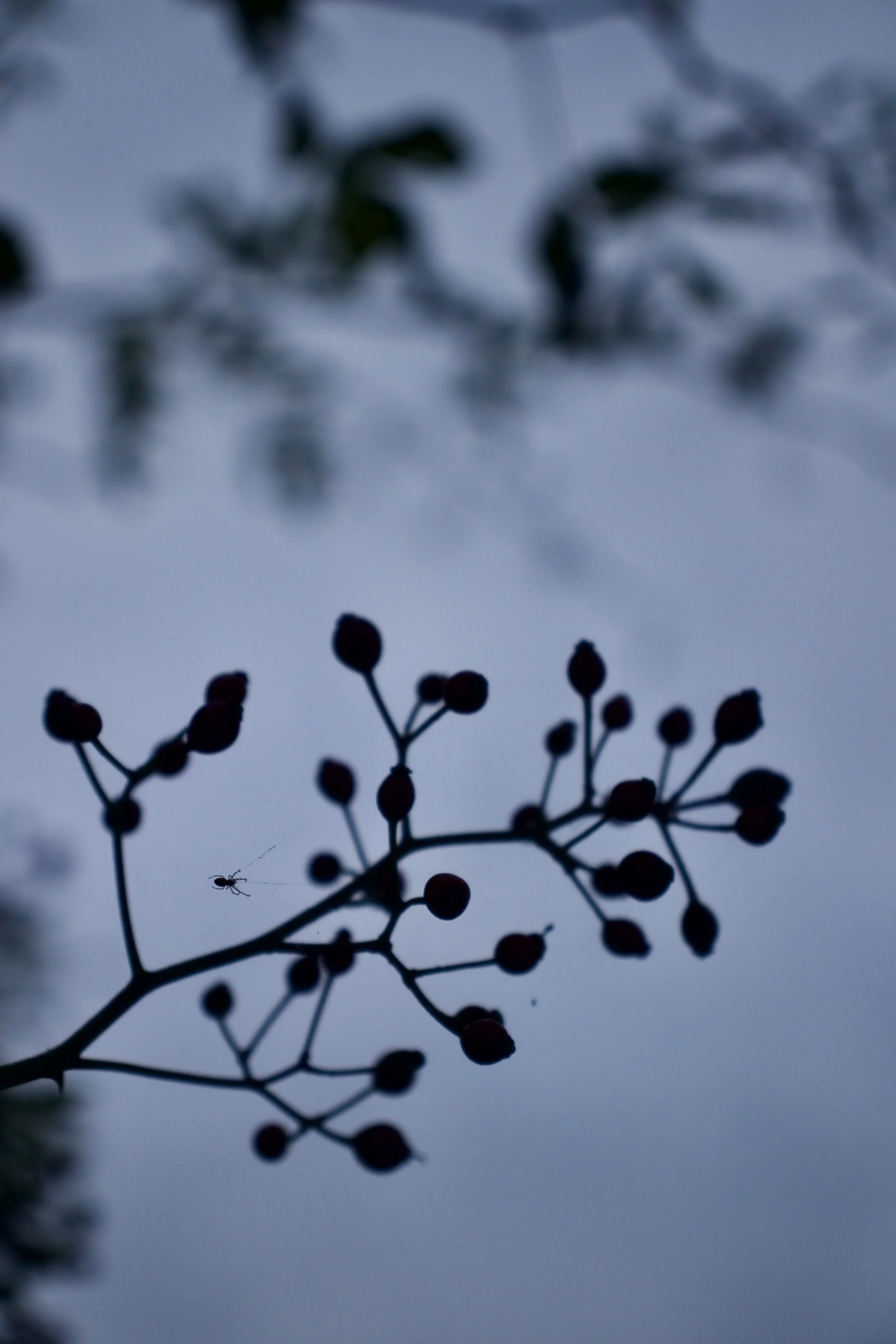 IMG_3360.jpeg