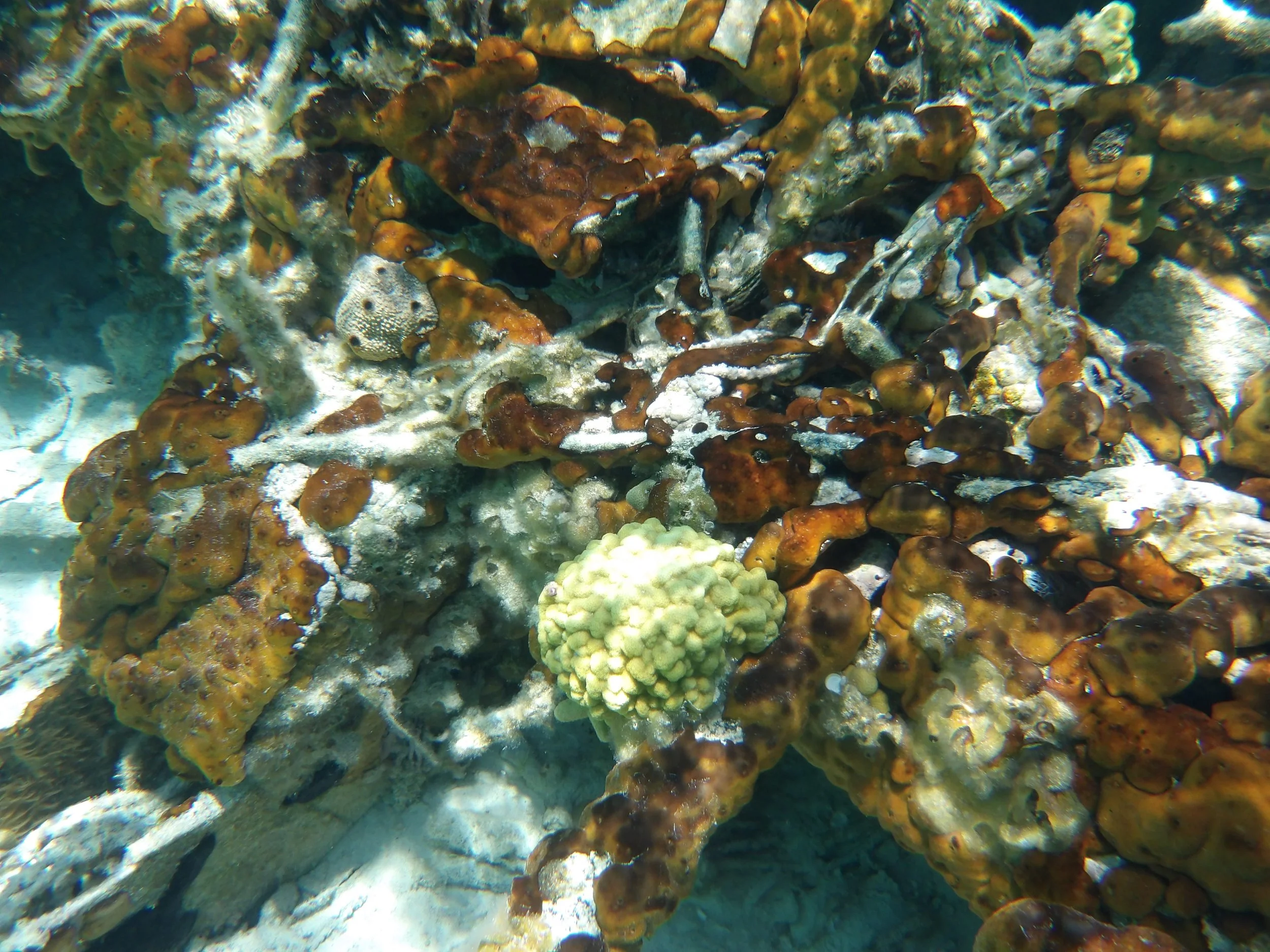Underwater 12.JPG