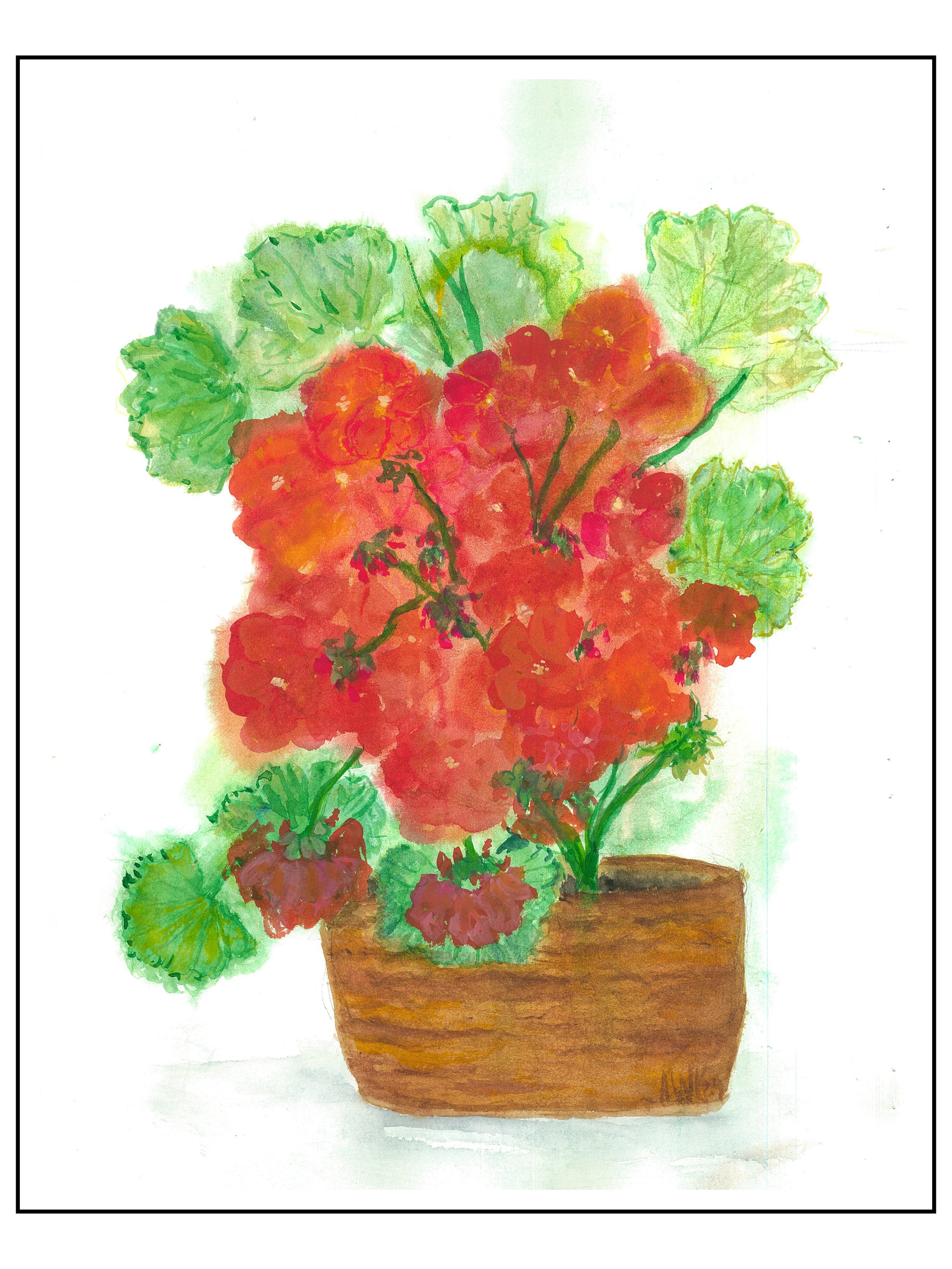 Potted Geraniums