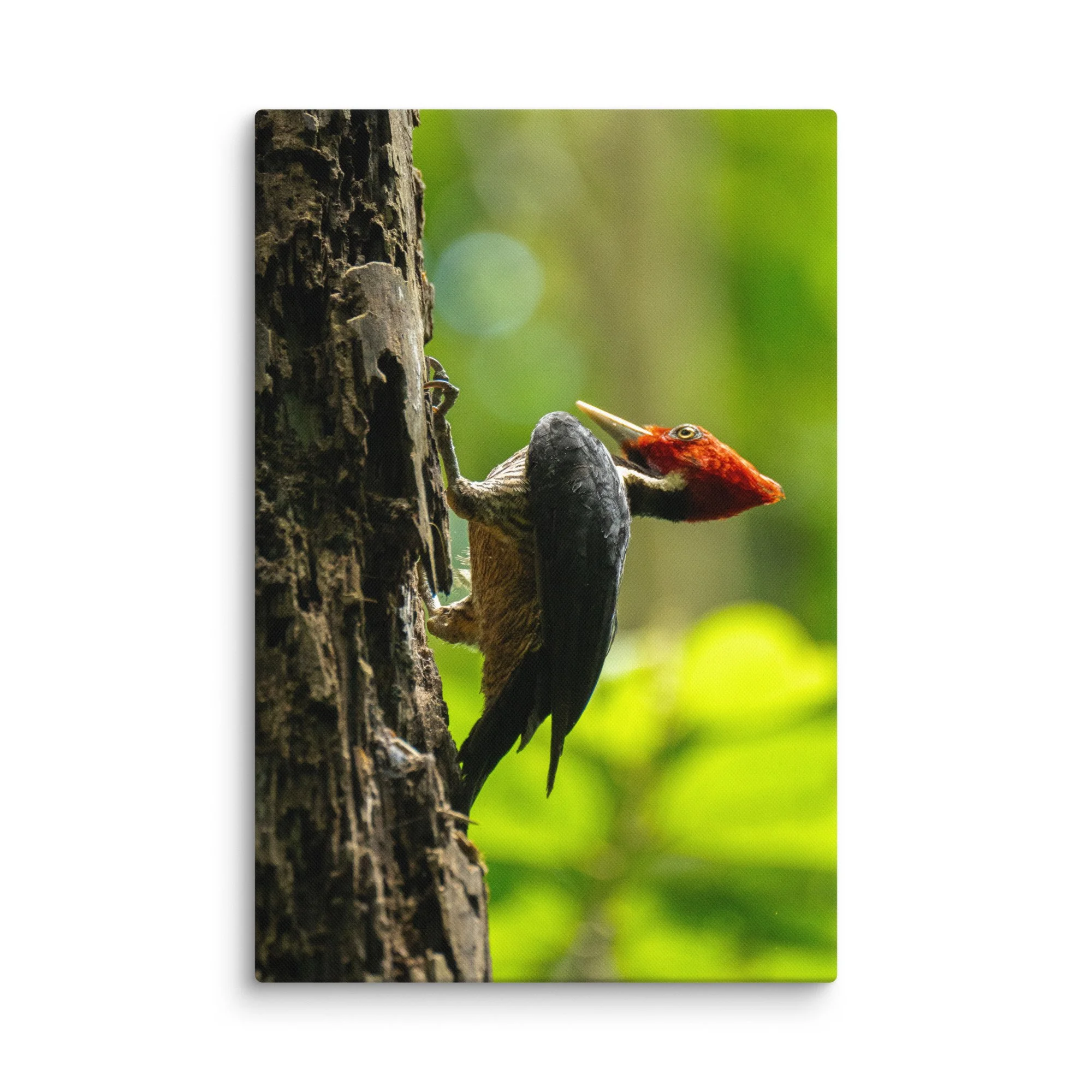 canvas-(in)-24x36-wall-6782a84641749.jpg
