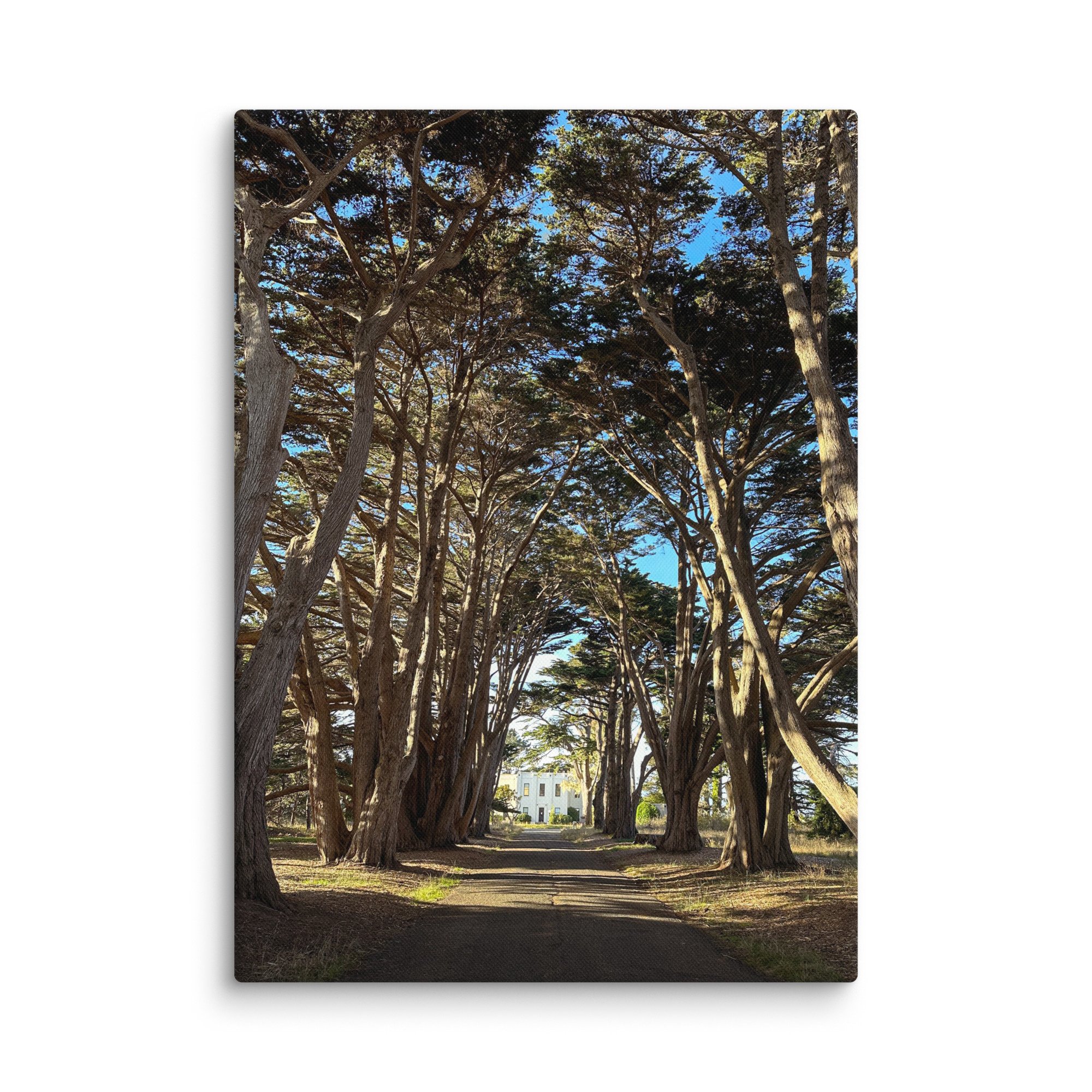 canvas-(in)-20x28-wall-6788150b74d2a.jpg
