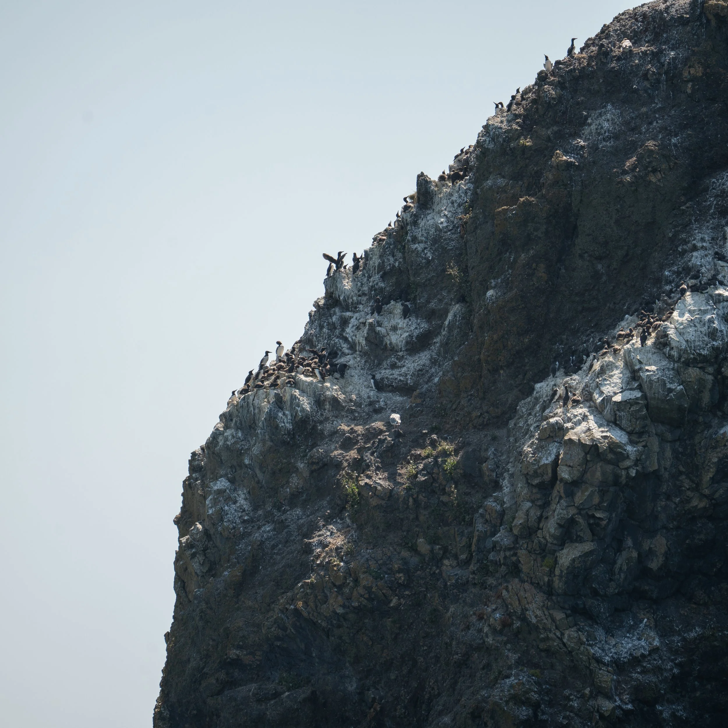 White Flowers 05.13.24-124.jpg