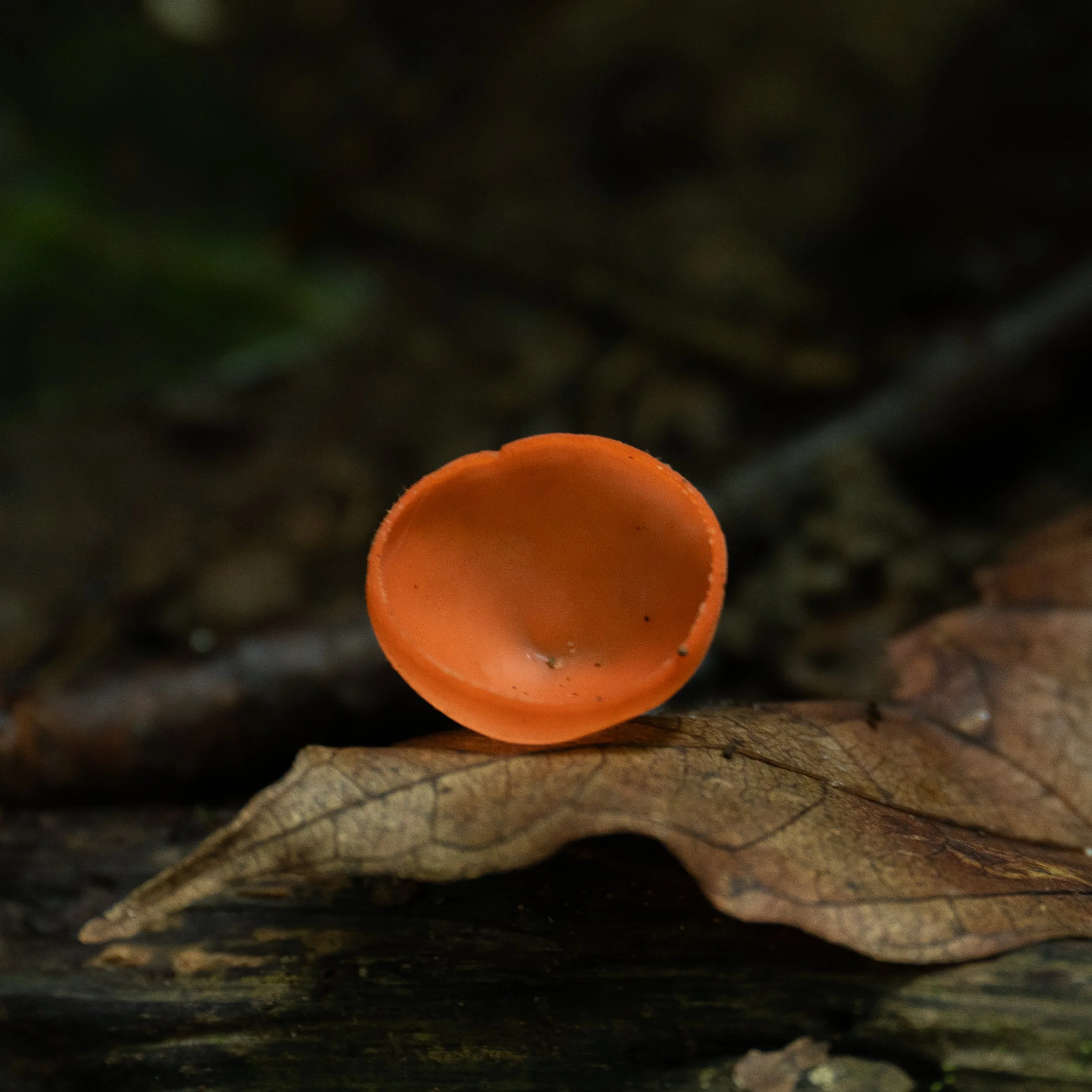 MUSHROOM & WOODPECKER-2.jpg