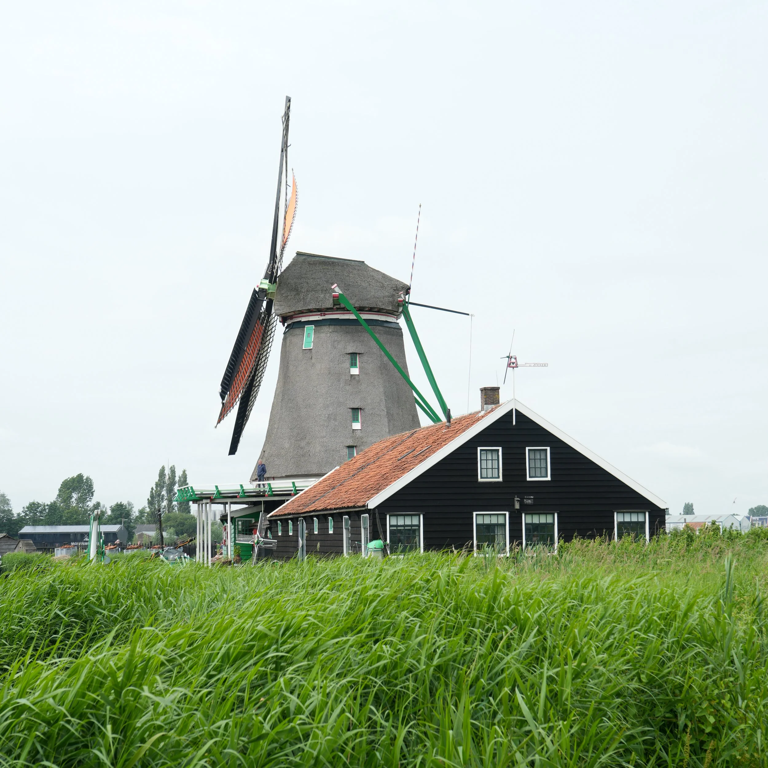 White Flowers 05.13.24-6.jpg