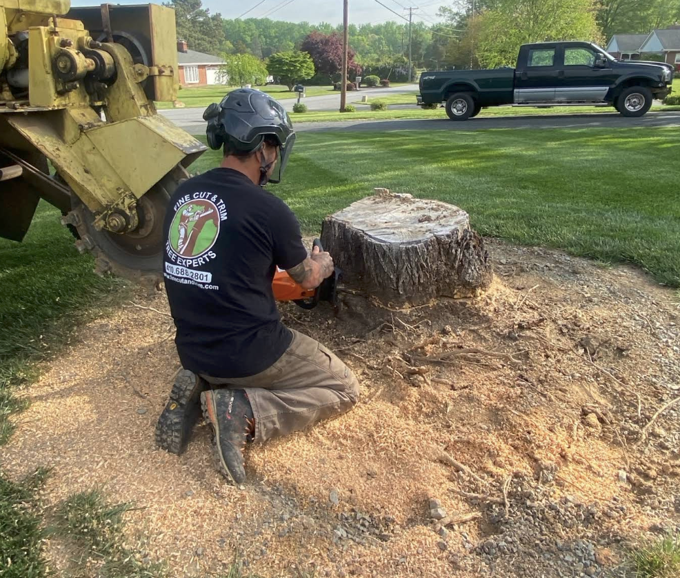 Things to Know Before Hiring a Tree Company for Stump Removal in Harford County