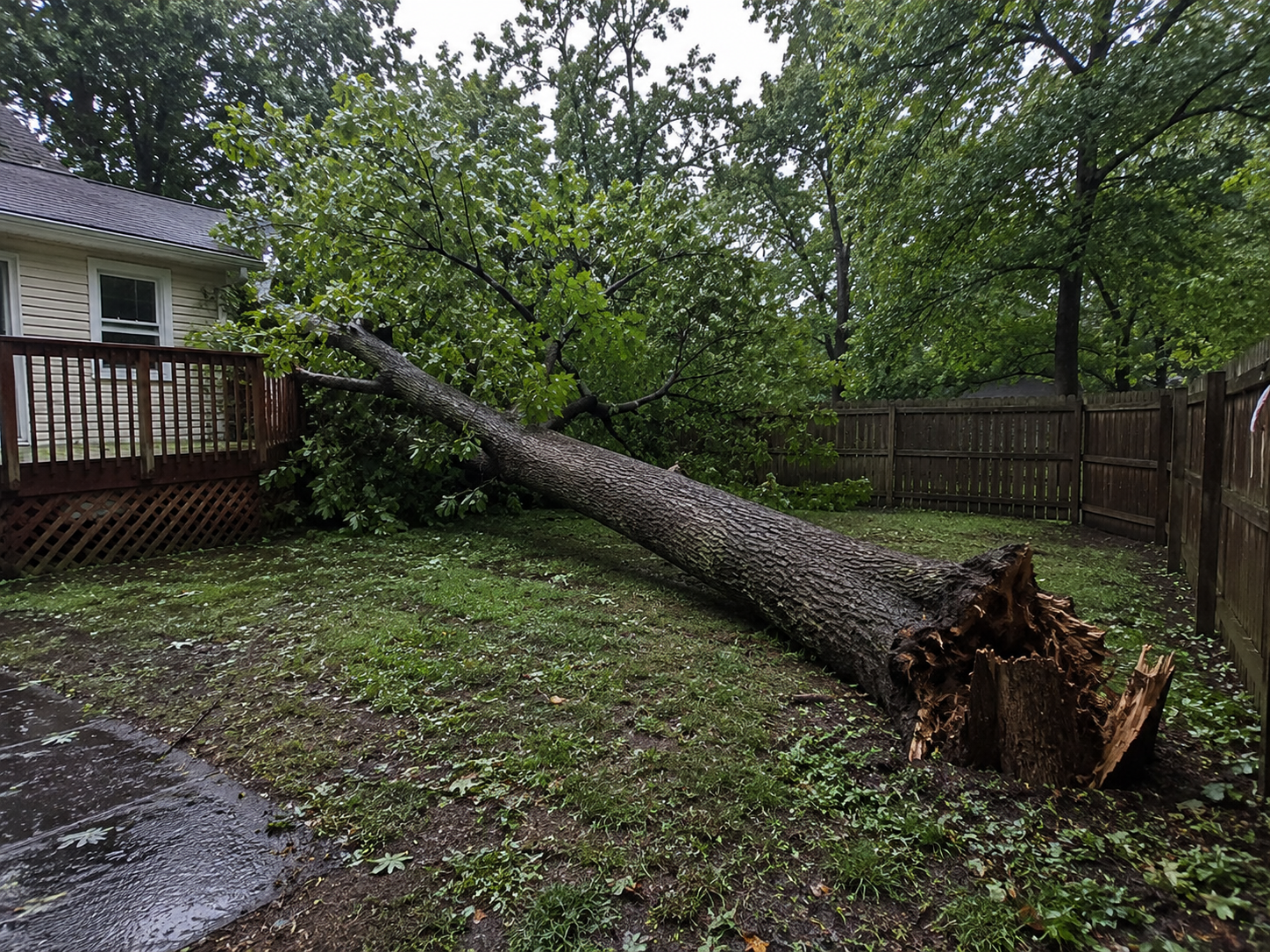 What To Do Immediately After a Fallen Tree Damages Your Aberdeen Property