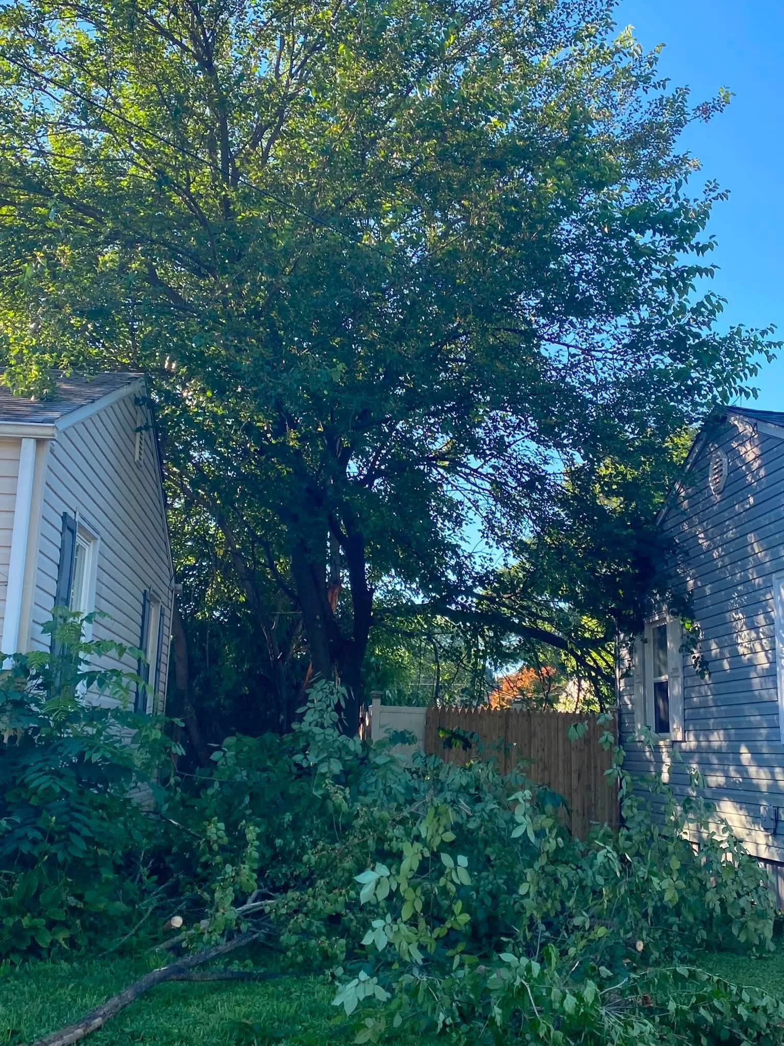 5 Warning Signs a Tree May Fall Before the Next Storm