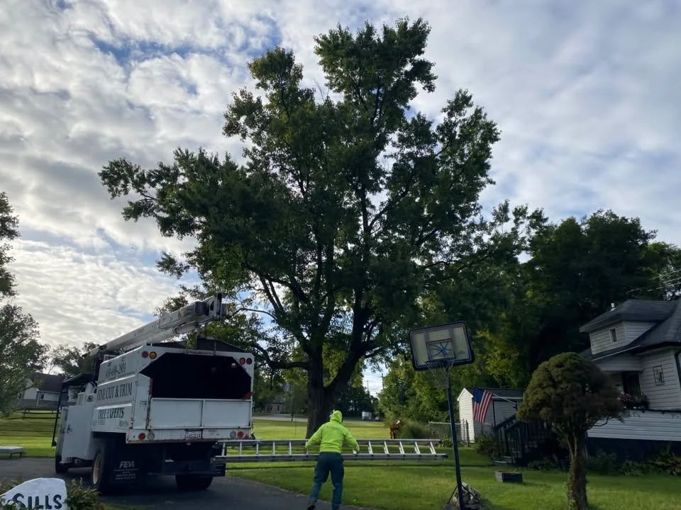 How Do You Know When a Tree in Harford County Is Too Dangerous to Keep?