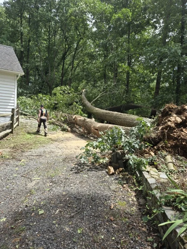 emergency-tree-removal.jpg