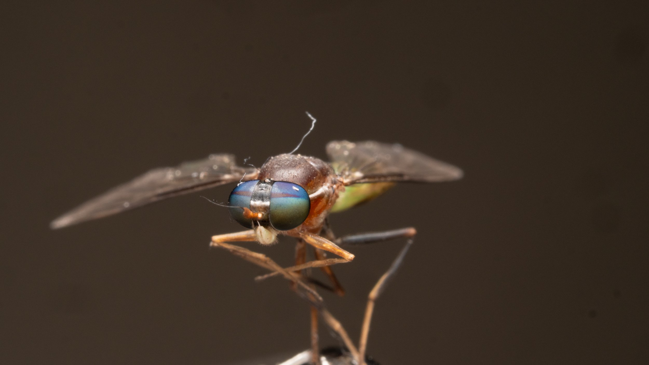 Stratiomyidae - Sargus sp.