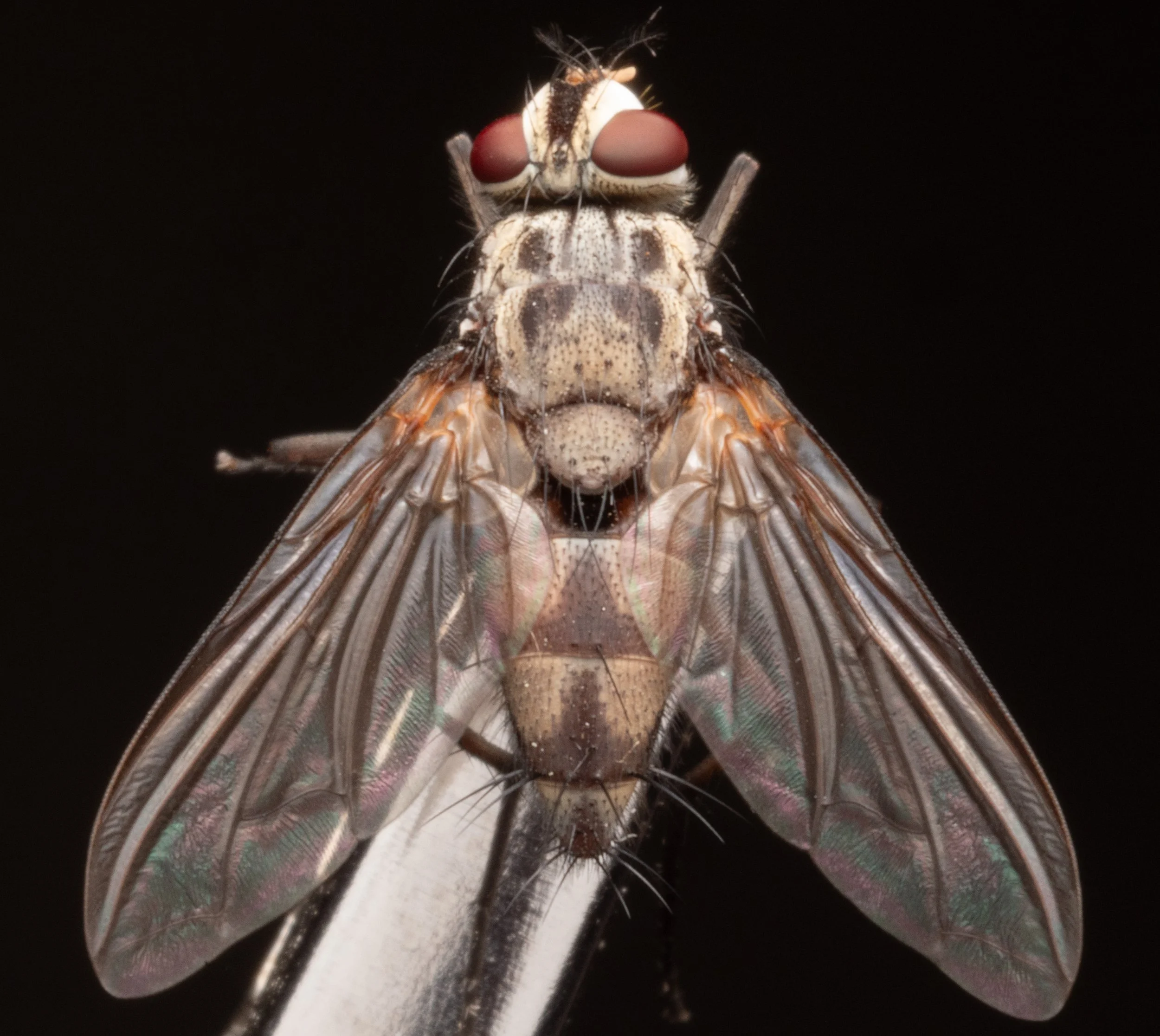 Sarcophagidae