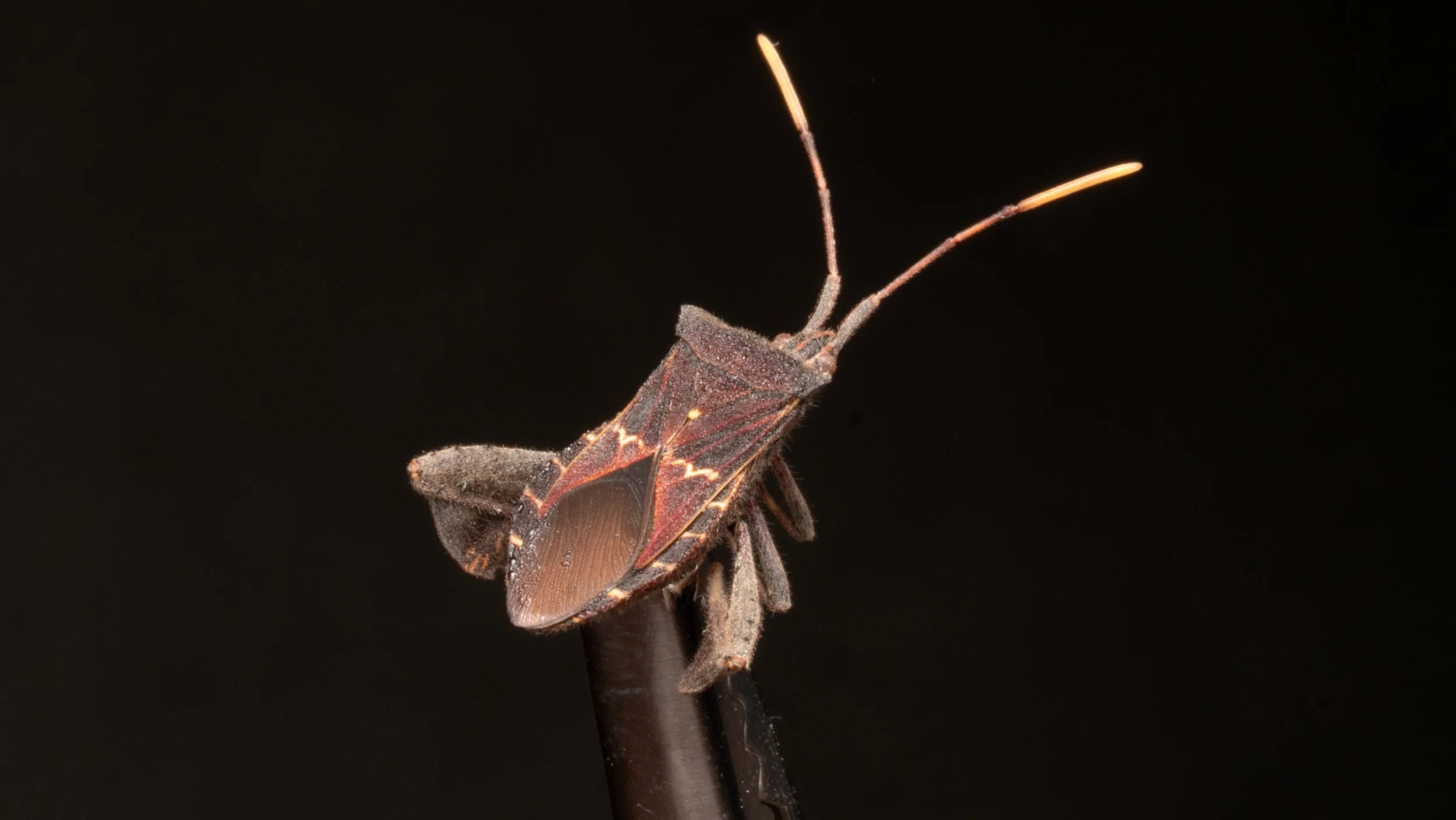 Coreidae - Leptoglossus sp.
