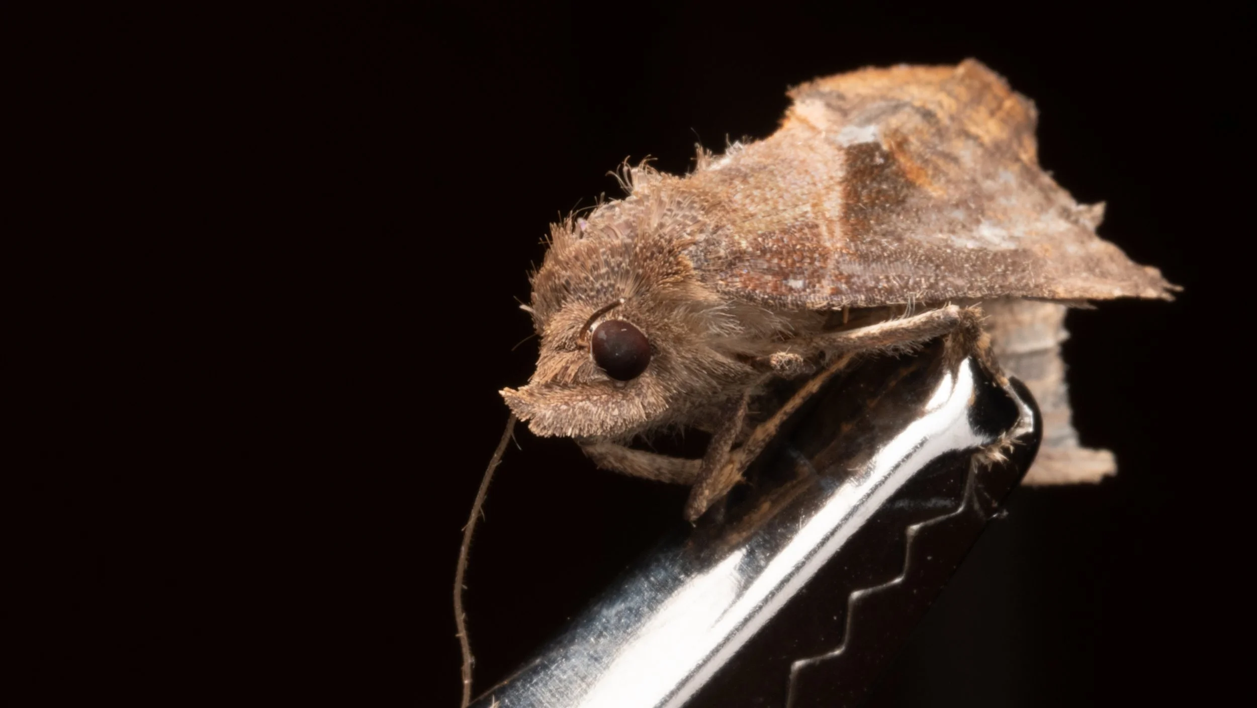 Pyralidae - Galleria sp.