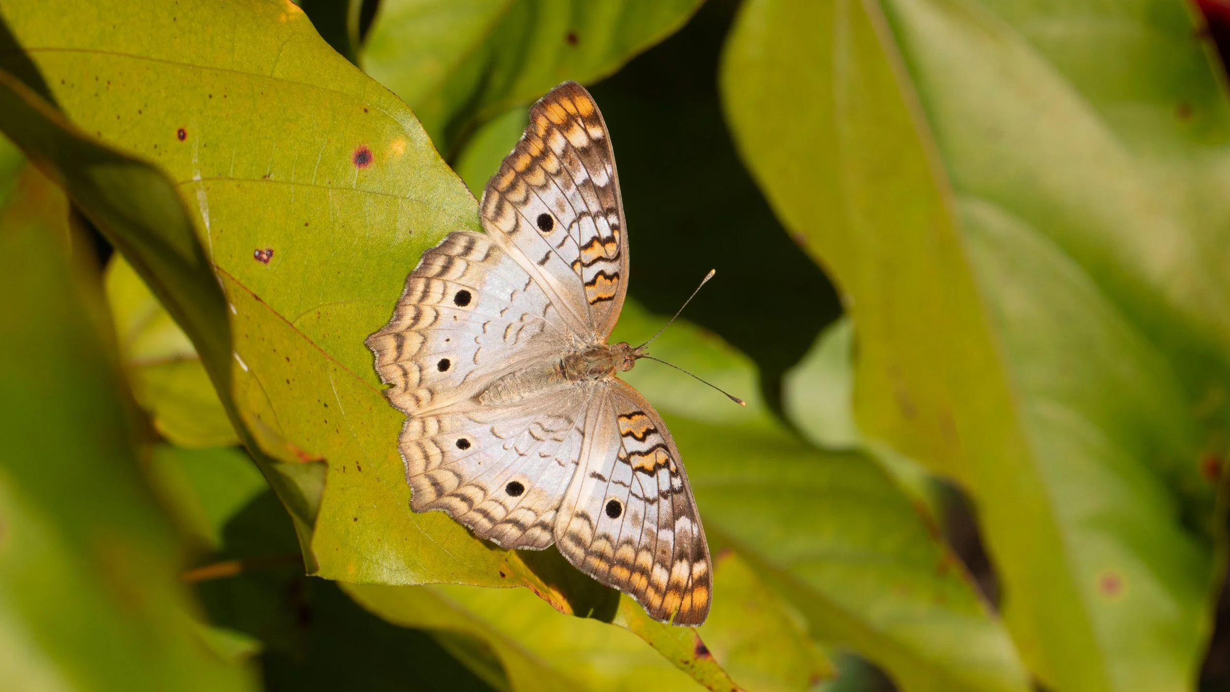 Nymphalidae - Anartia jatrophae
