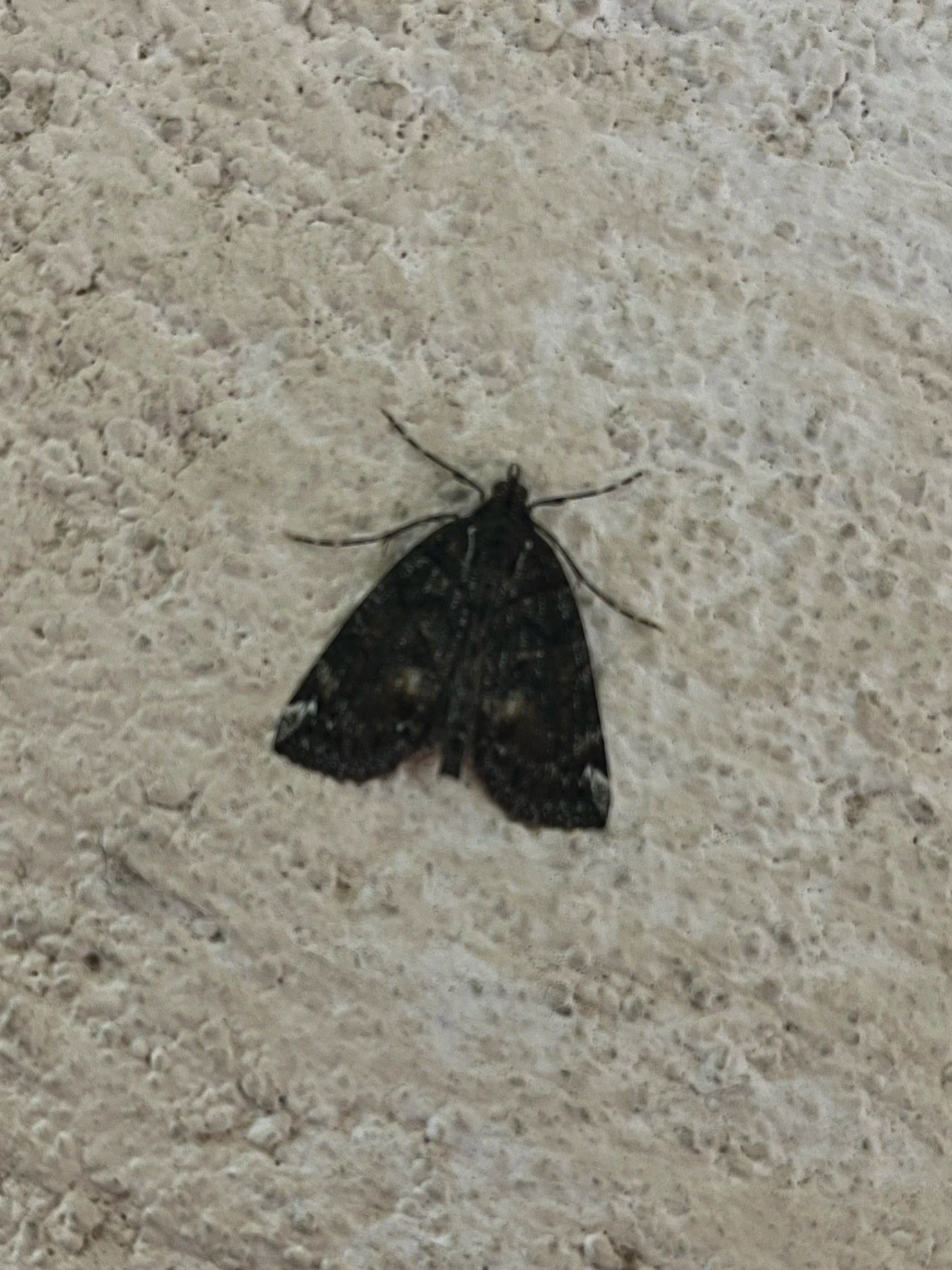 Crambidae - Spilomelinae