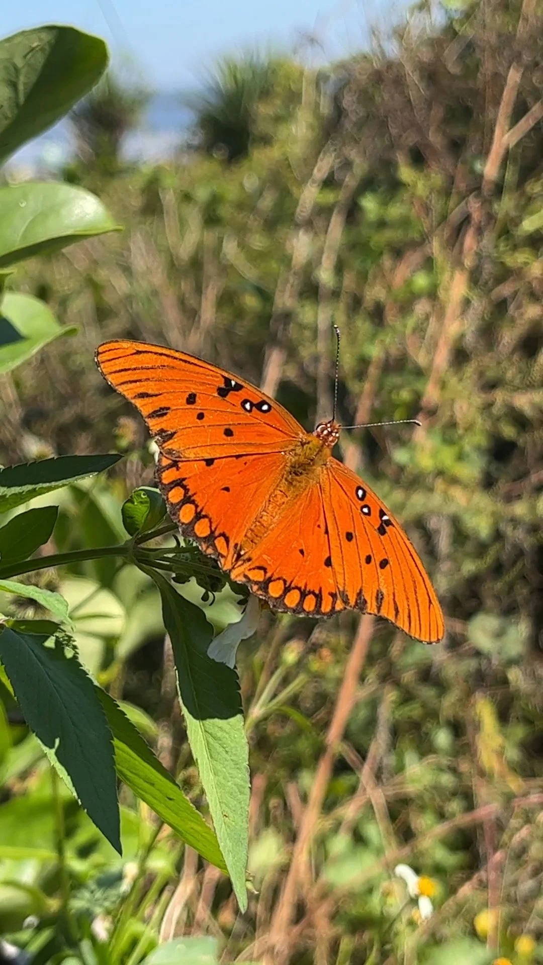 Nymphalidae - Agraulis