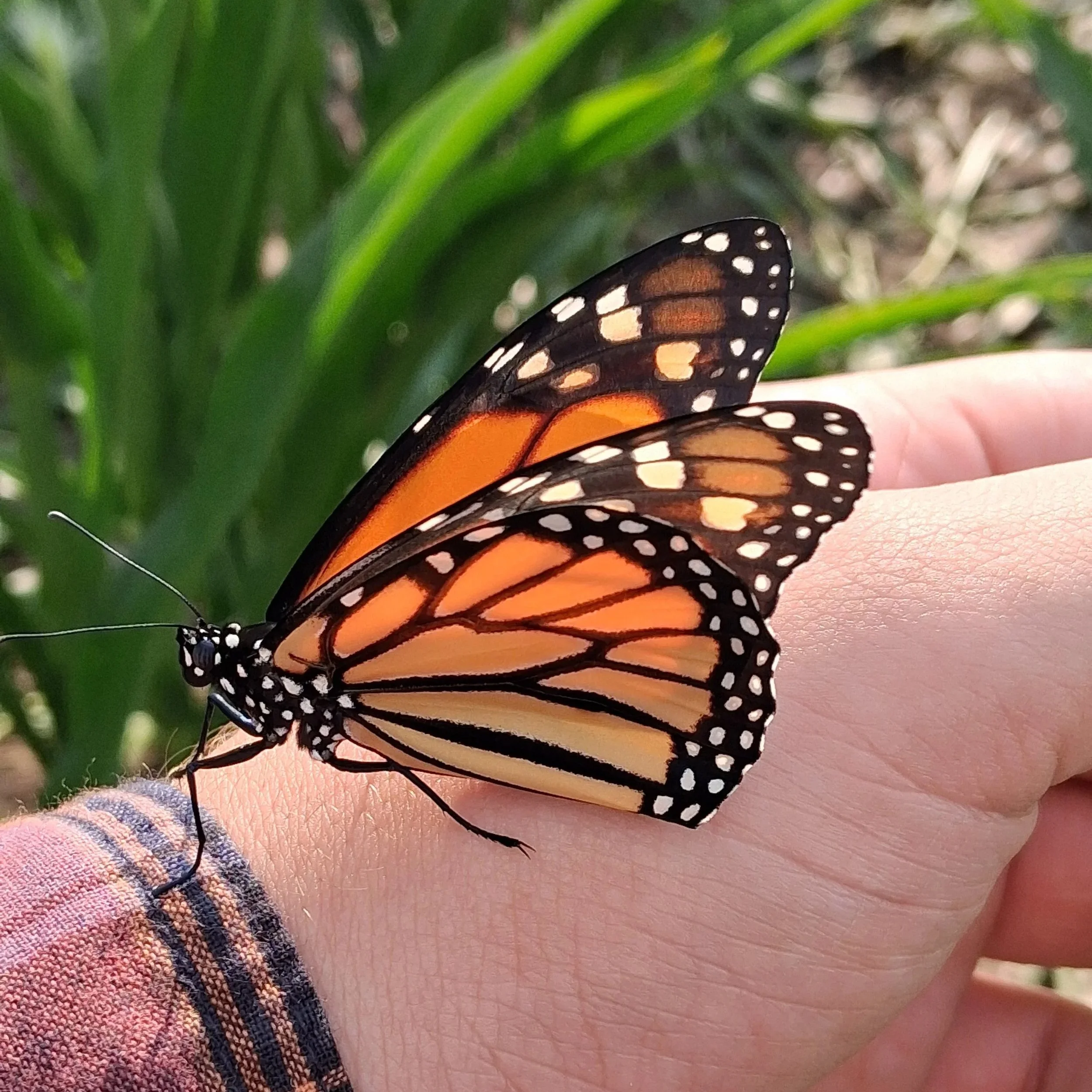 Nymphalidae - Danaus sp.