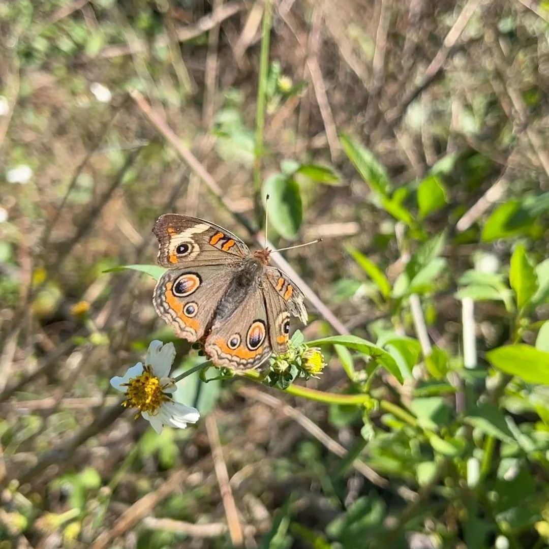 Nymphalidae - Junonia sp.