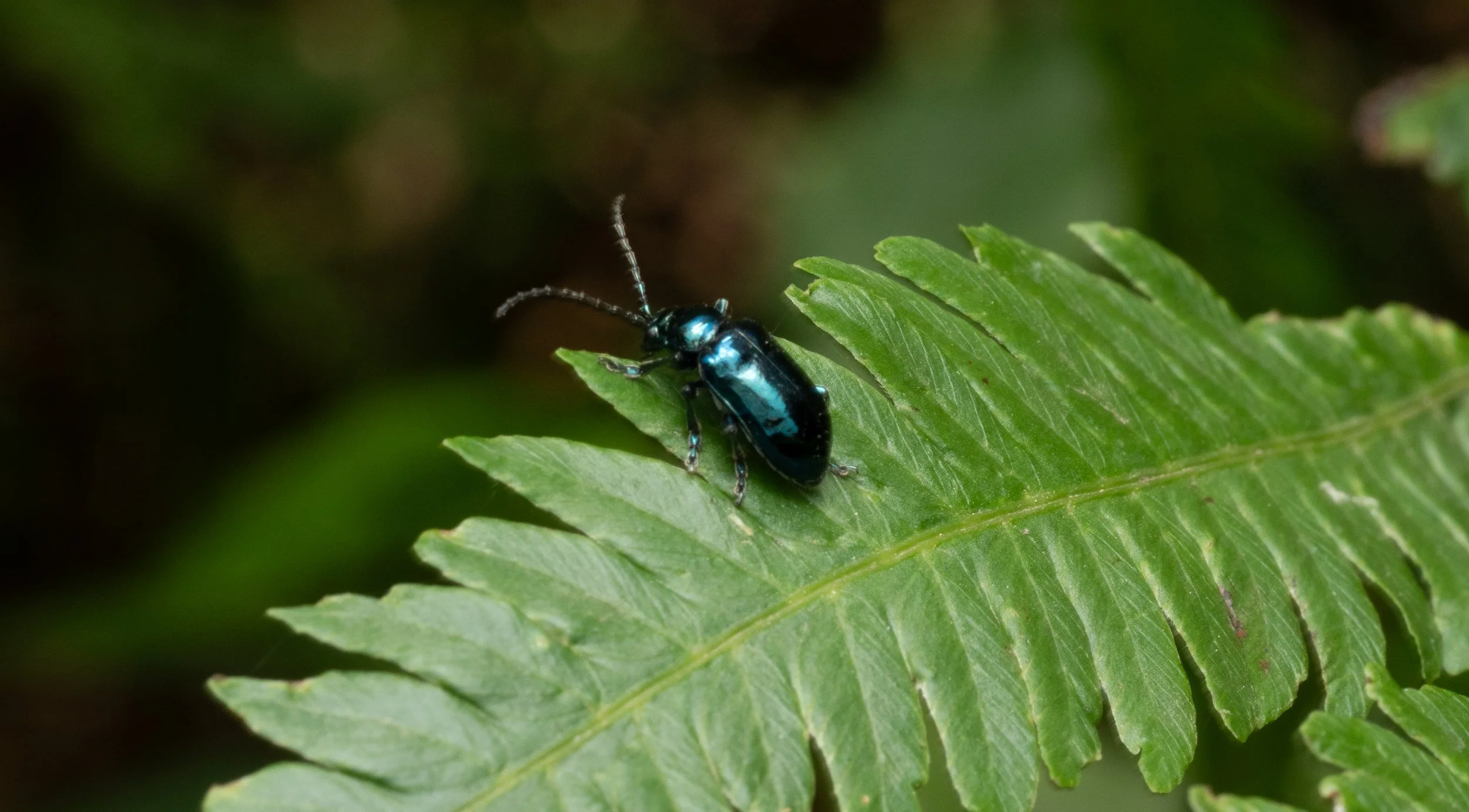 Chrysomeloidea - Macrohaltica jamaicensis