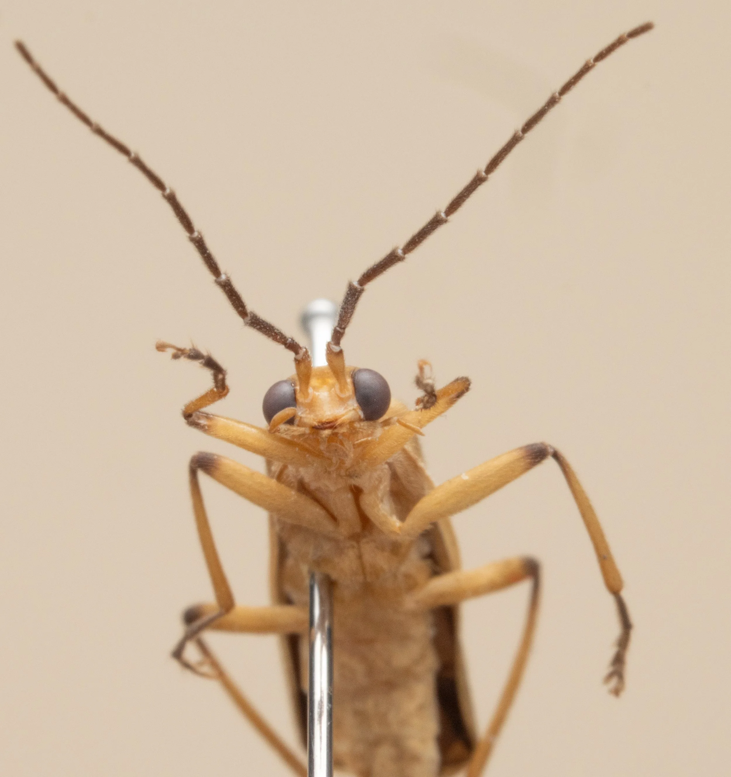 Cantharidae - Chauliognathus sp.