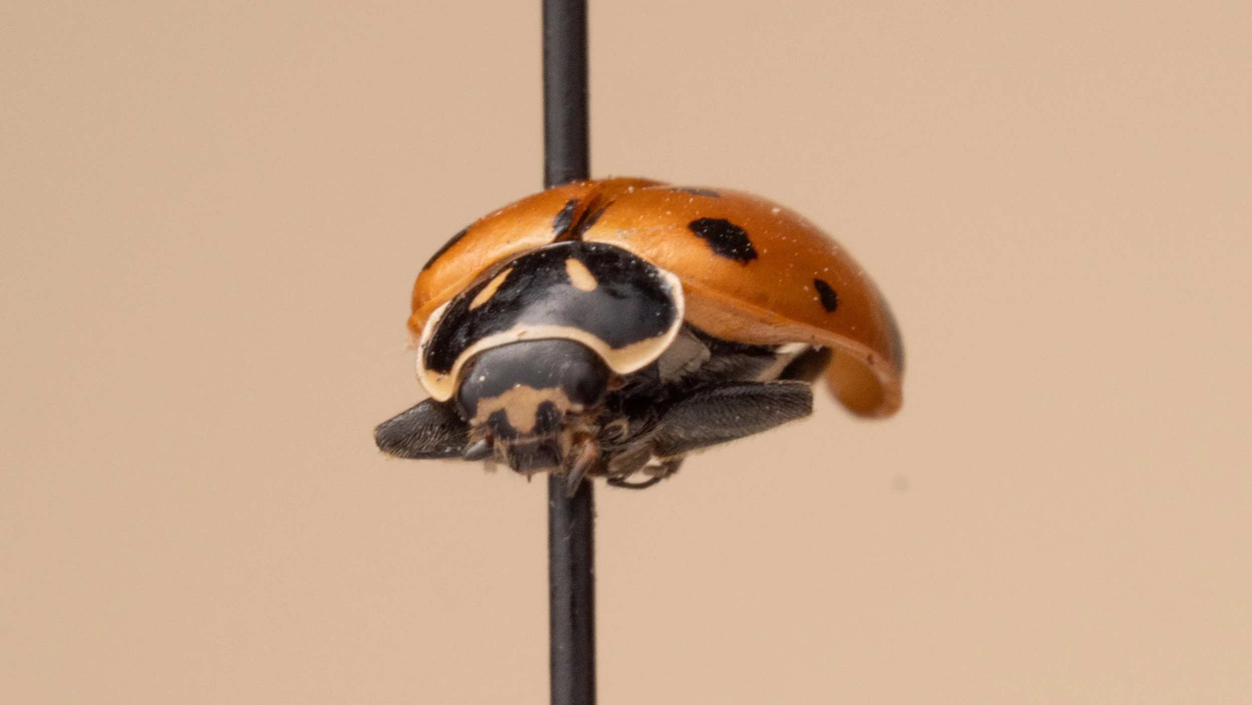 Coccinellidae - Hippodamia convergens