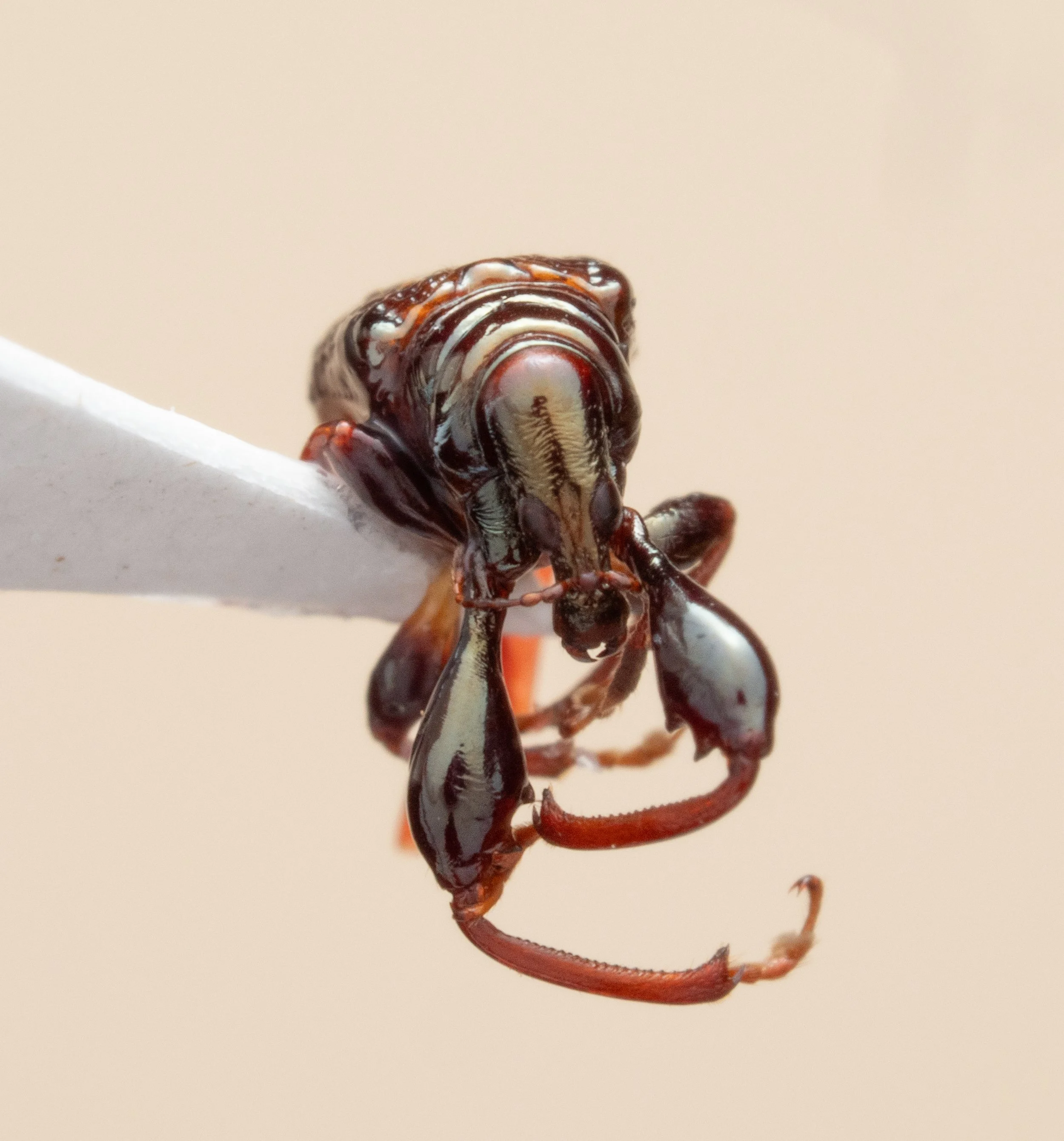 Attelabidae - Euscelus sp.
