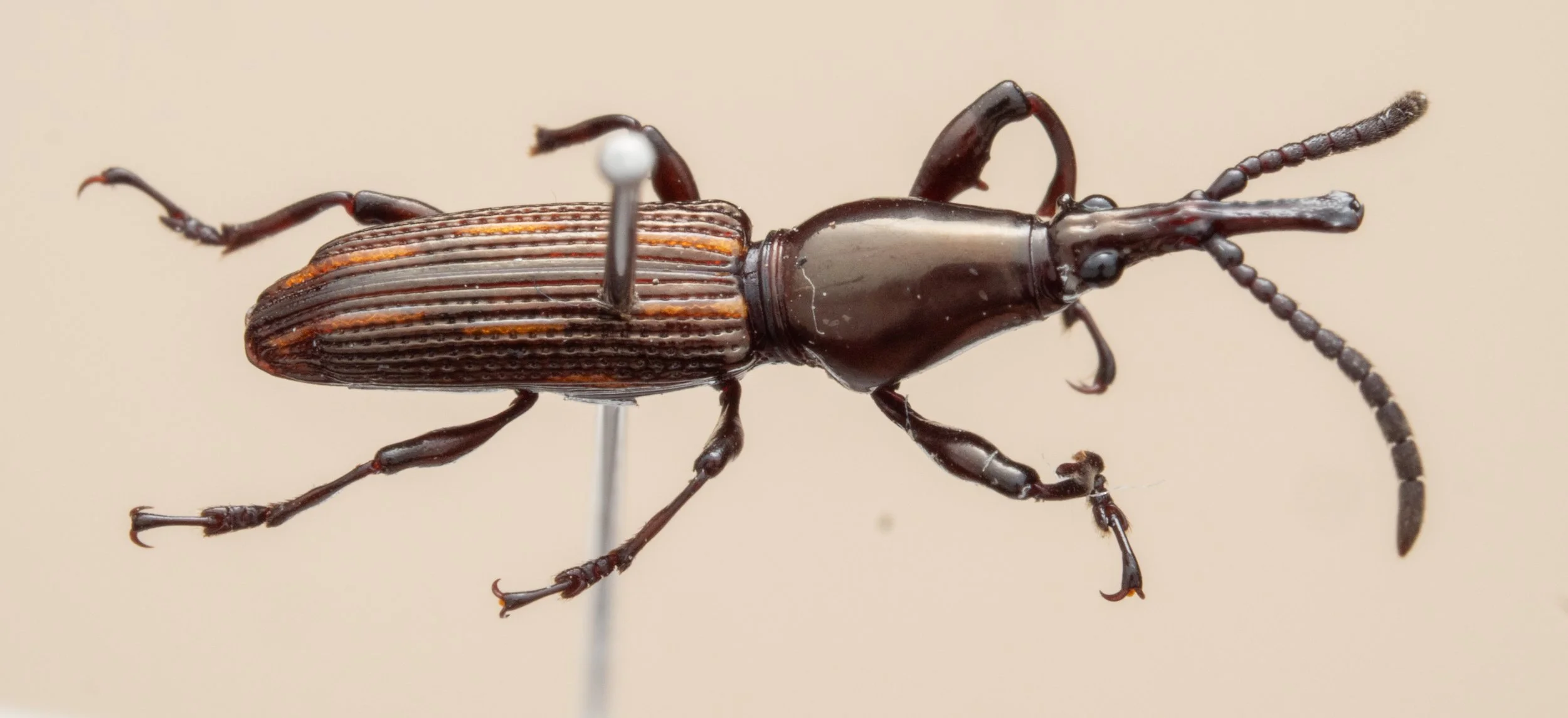 Brentidae