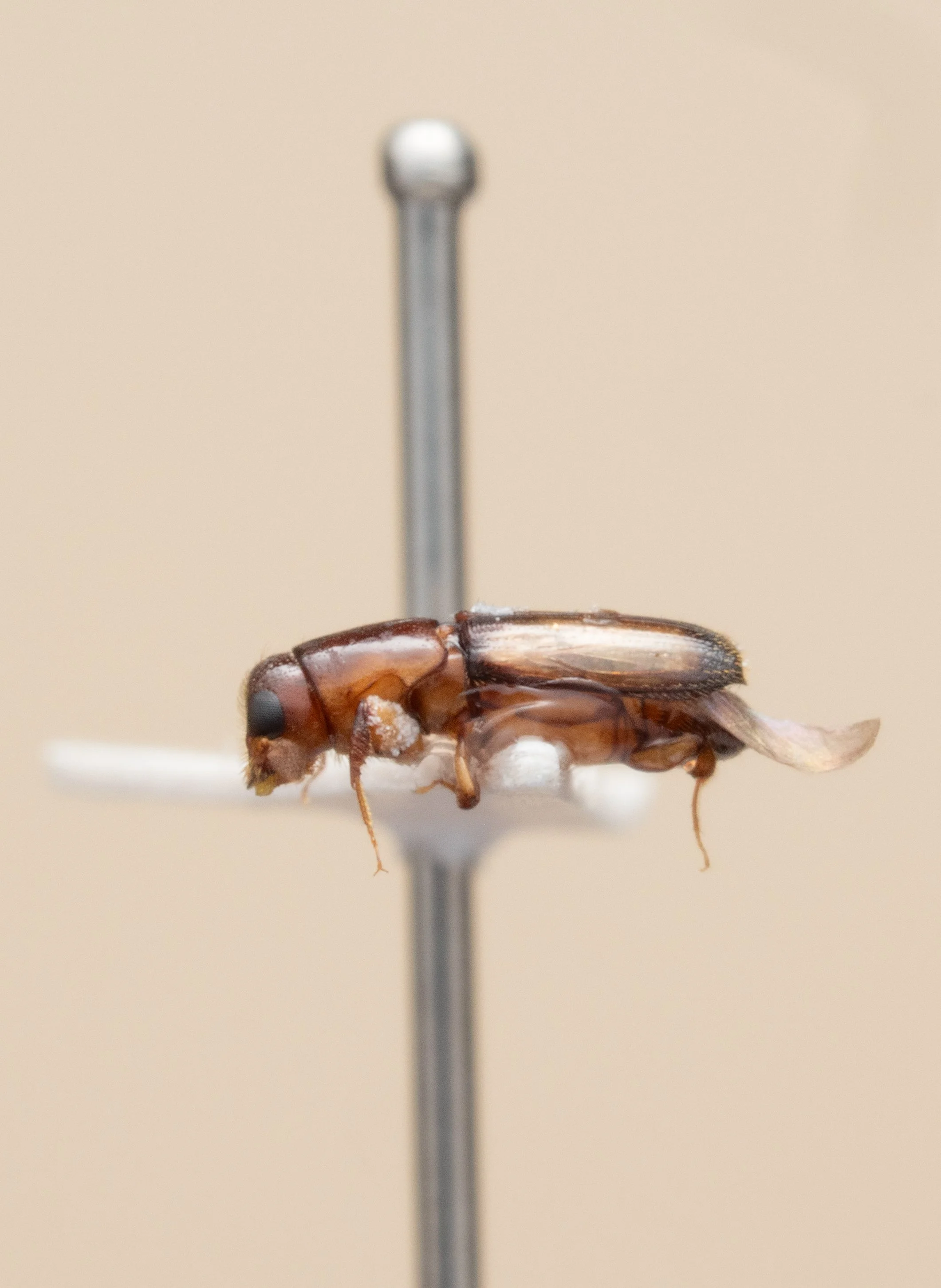 Curculionidae (Platypodinae)