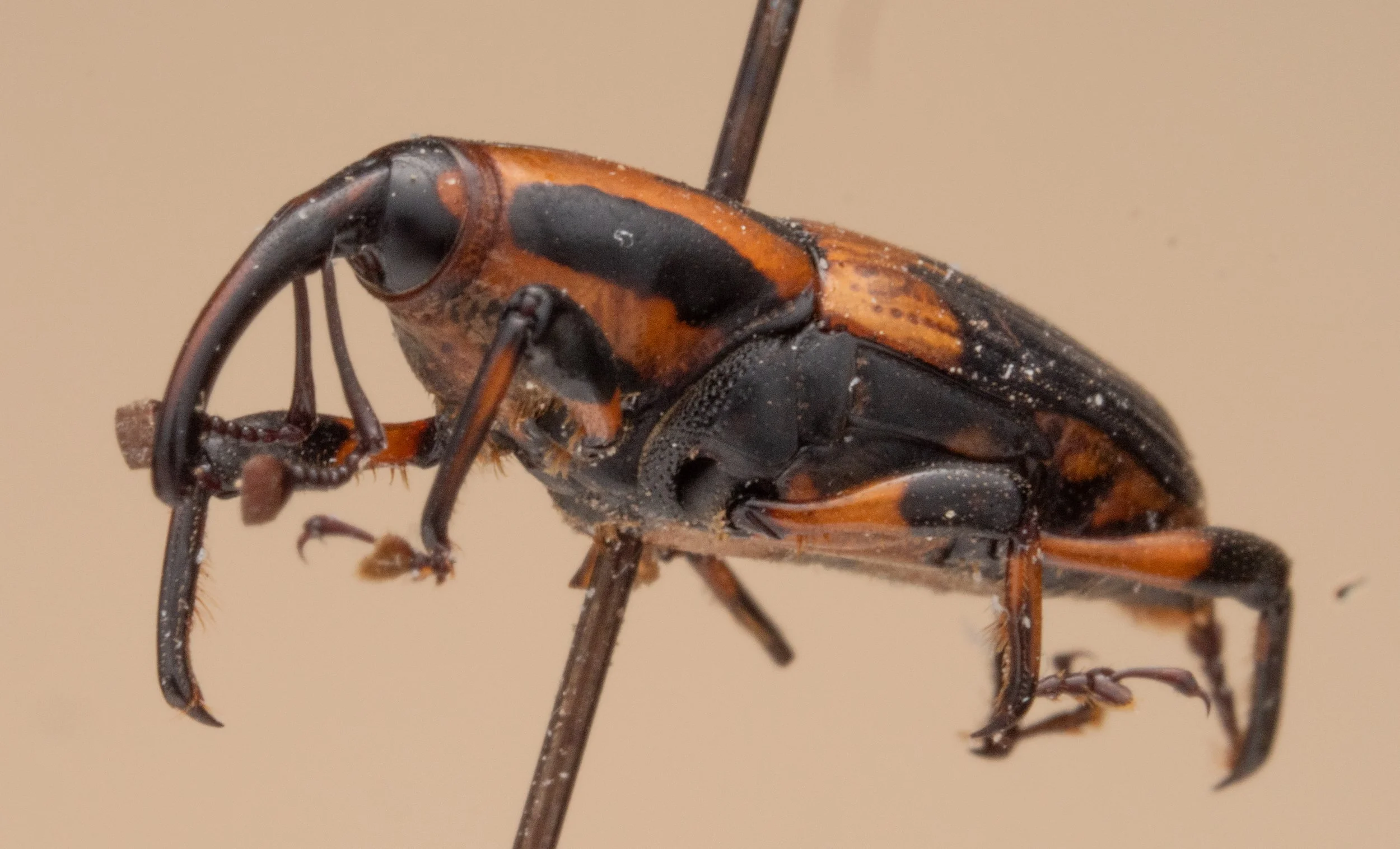 Curculionidae - Metamasius sp.