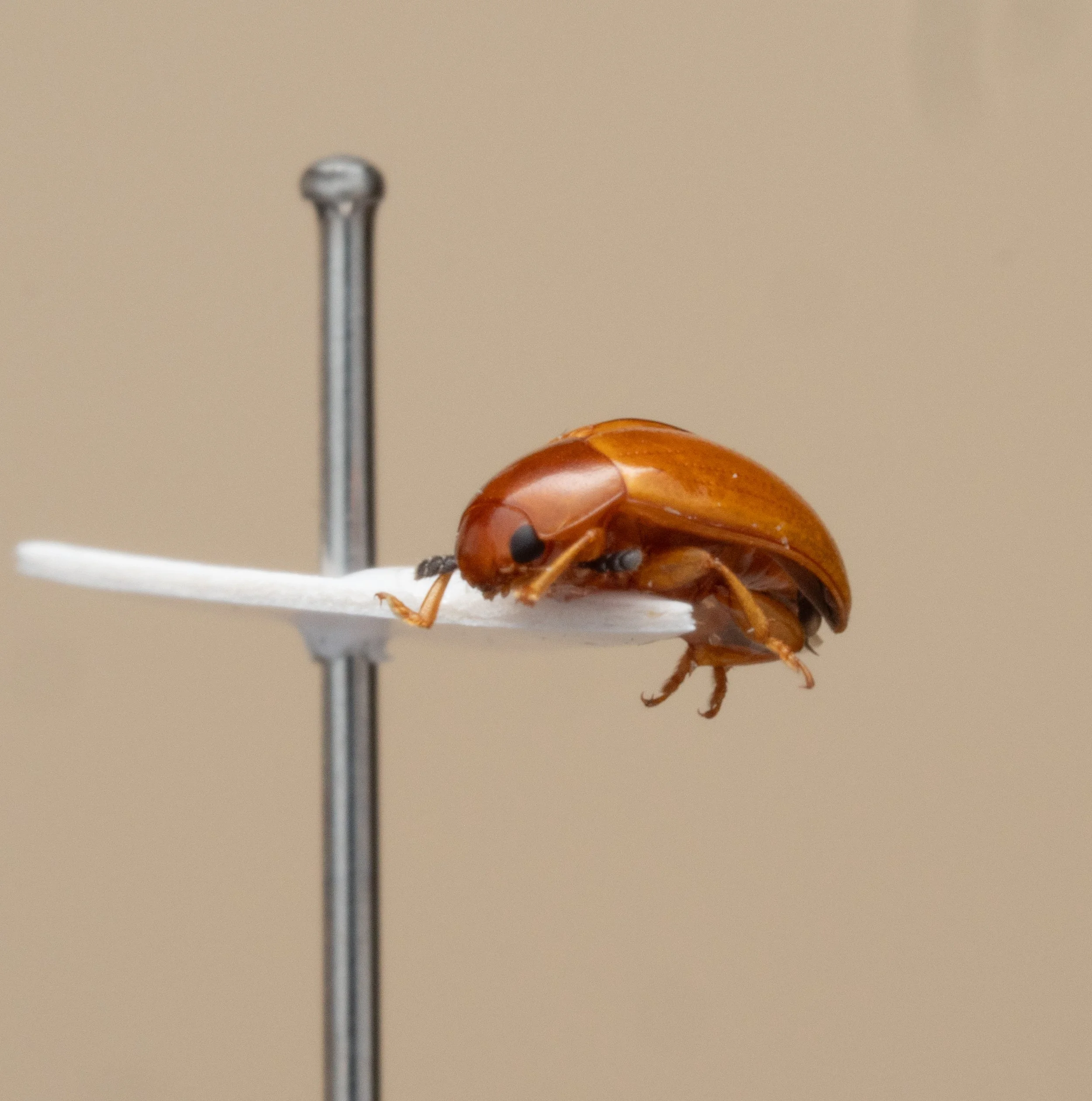 Endomychidae