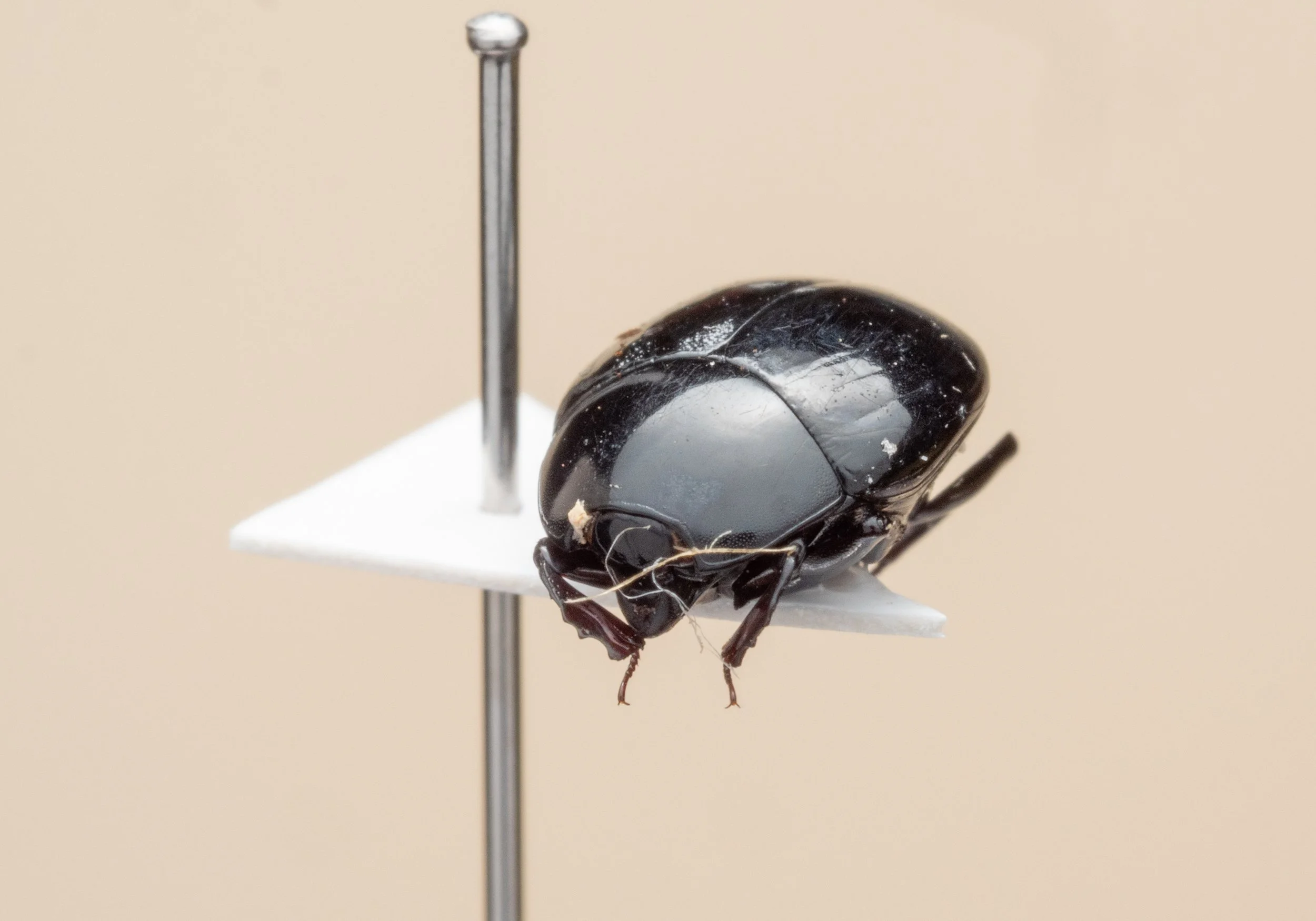Histeridae