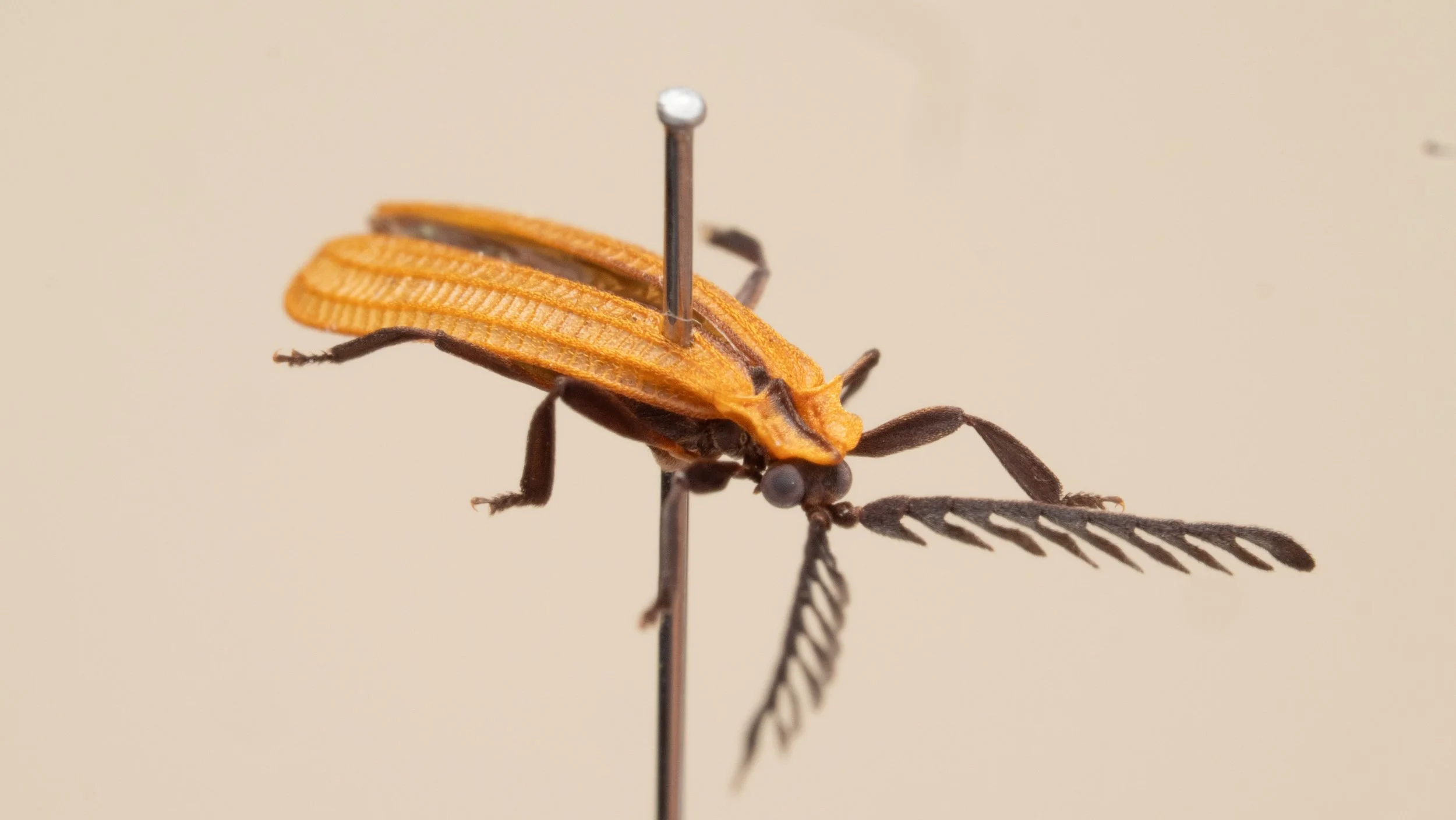 Lycidae