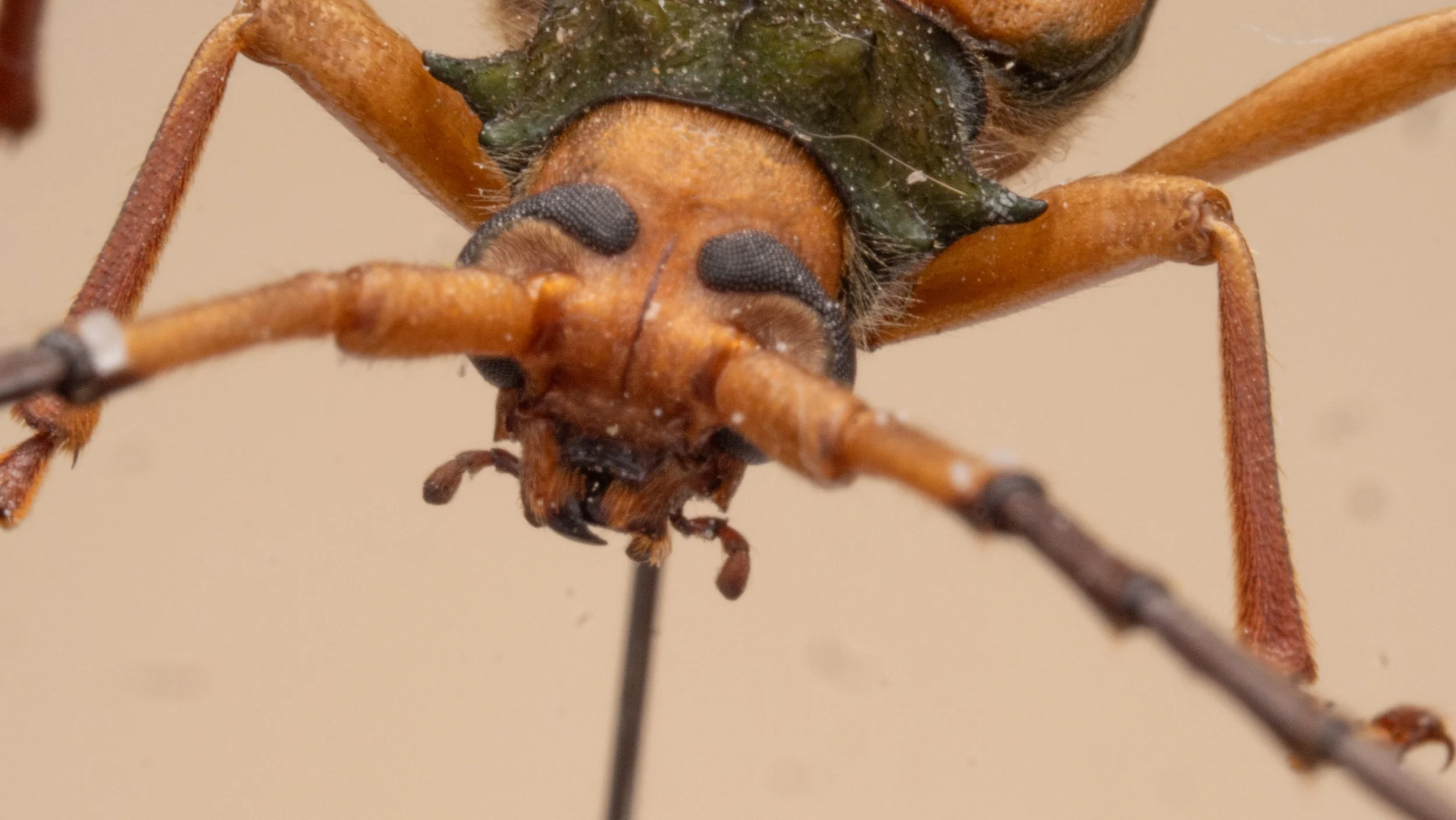 Cerambycidae - Chlorida sp.