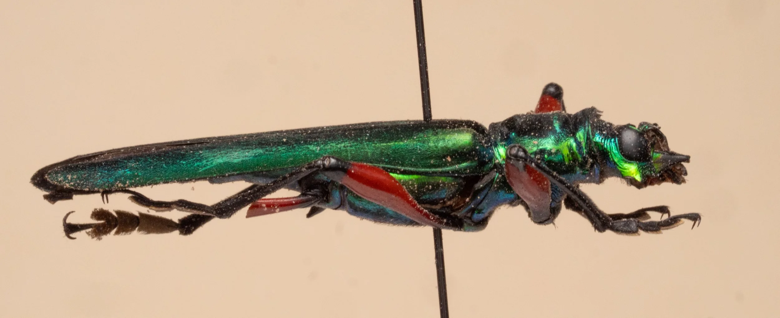 Cerambycidae