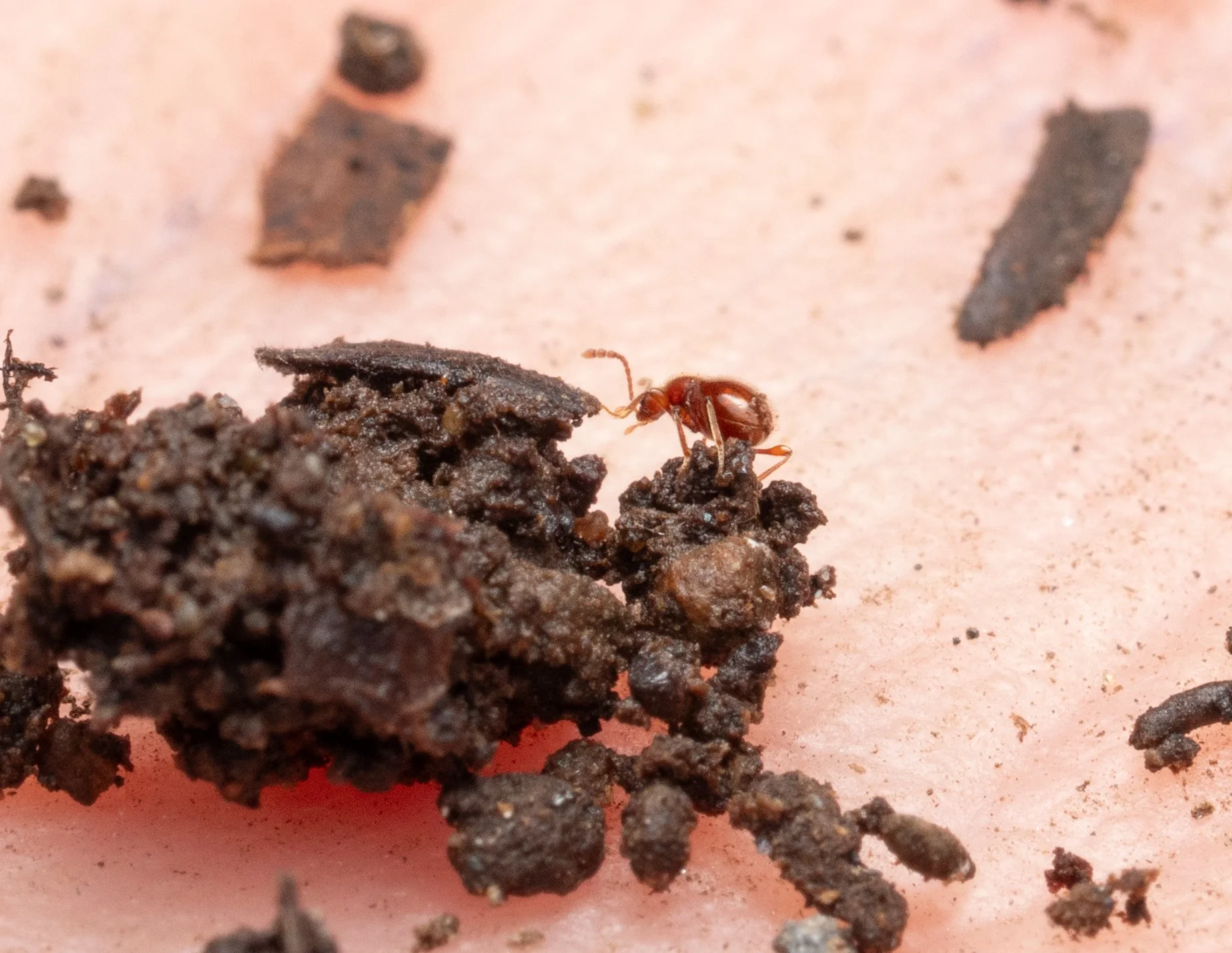 Scydmaenidae