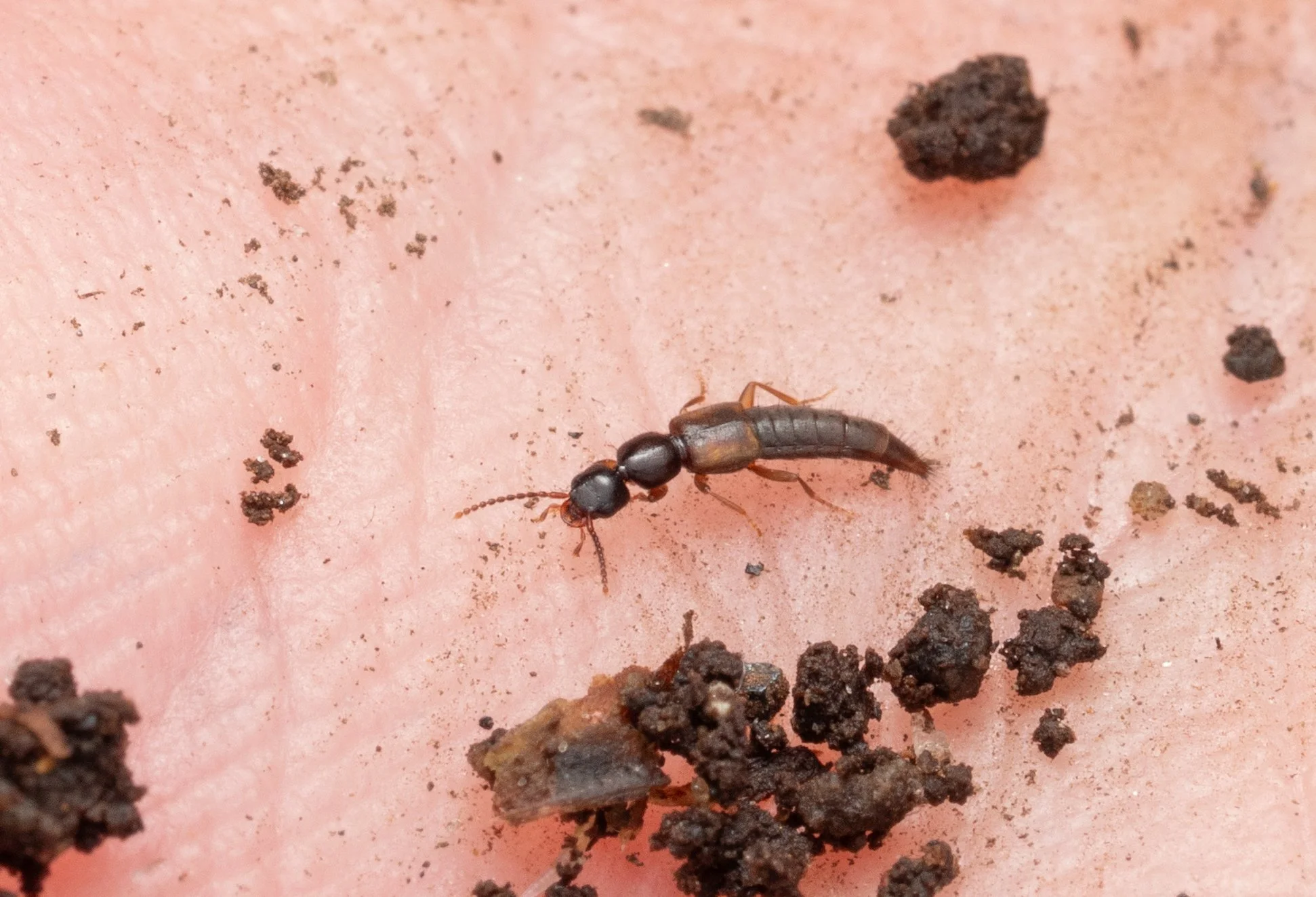 Staphylinidae