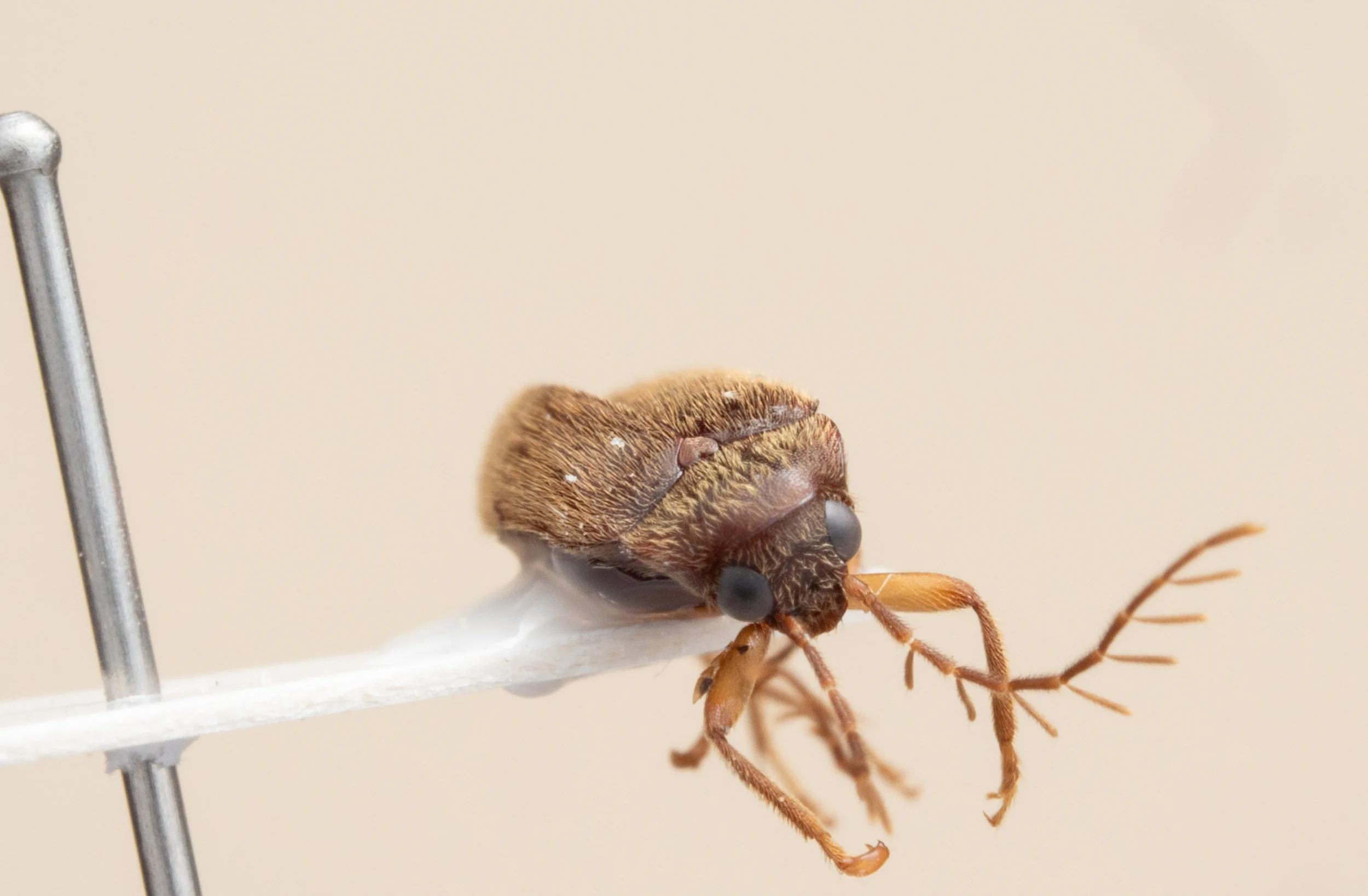 Ptilodactylidae