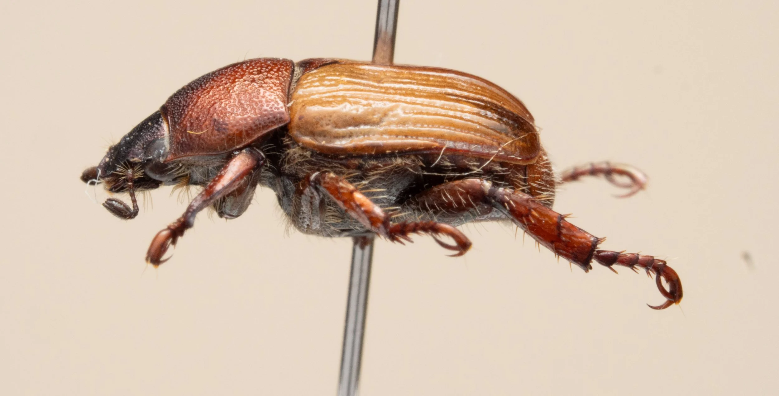Scarabaeidae - Epectinaspis moreletitana