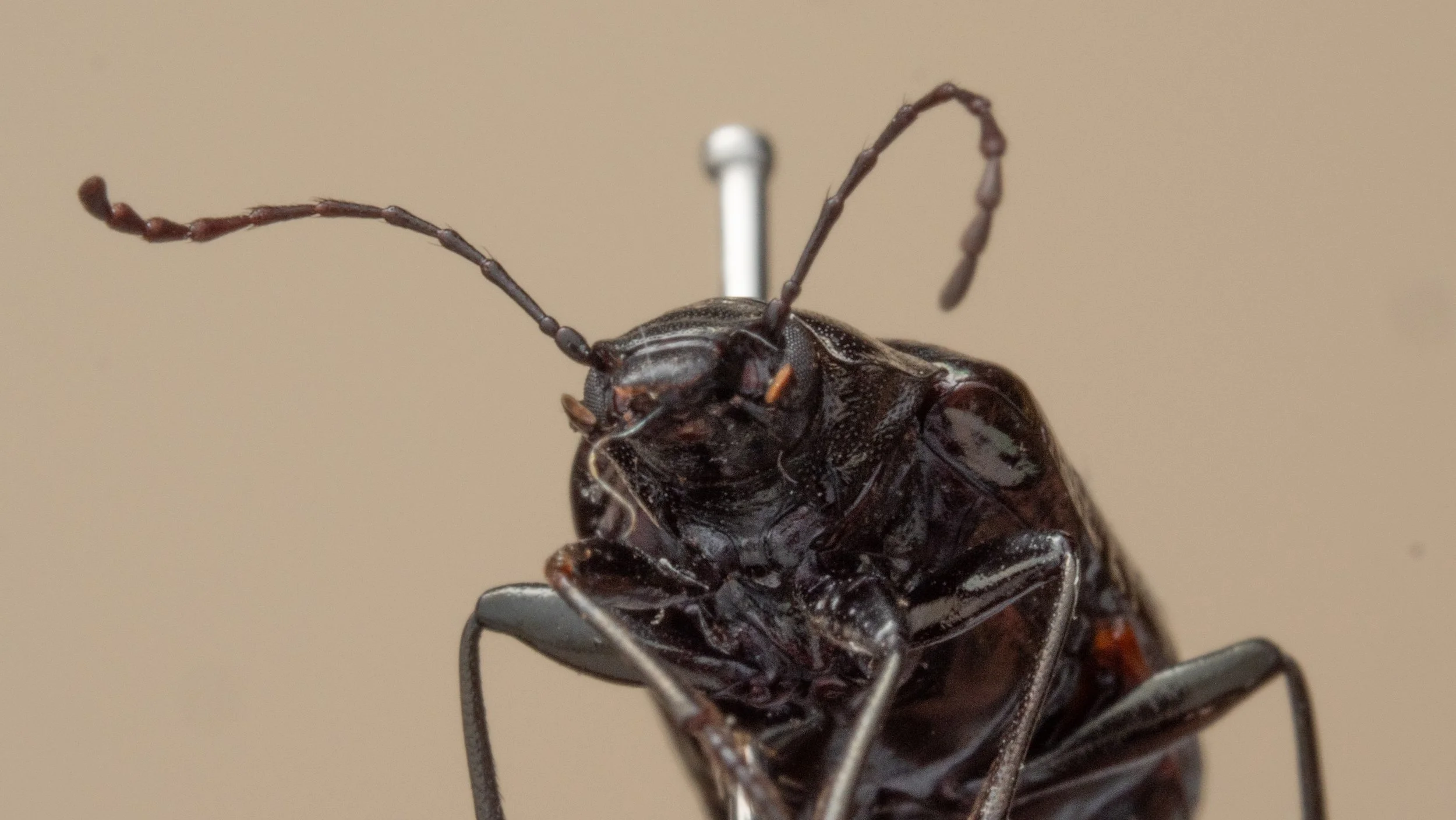 Tenebrionidae