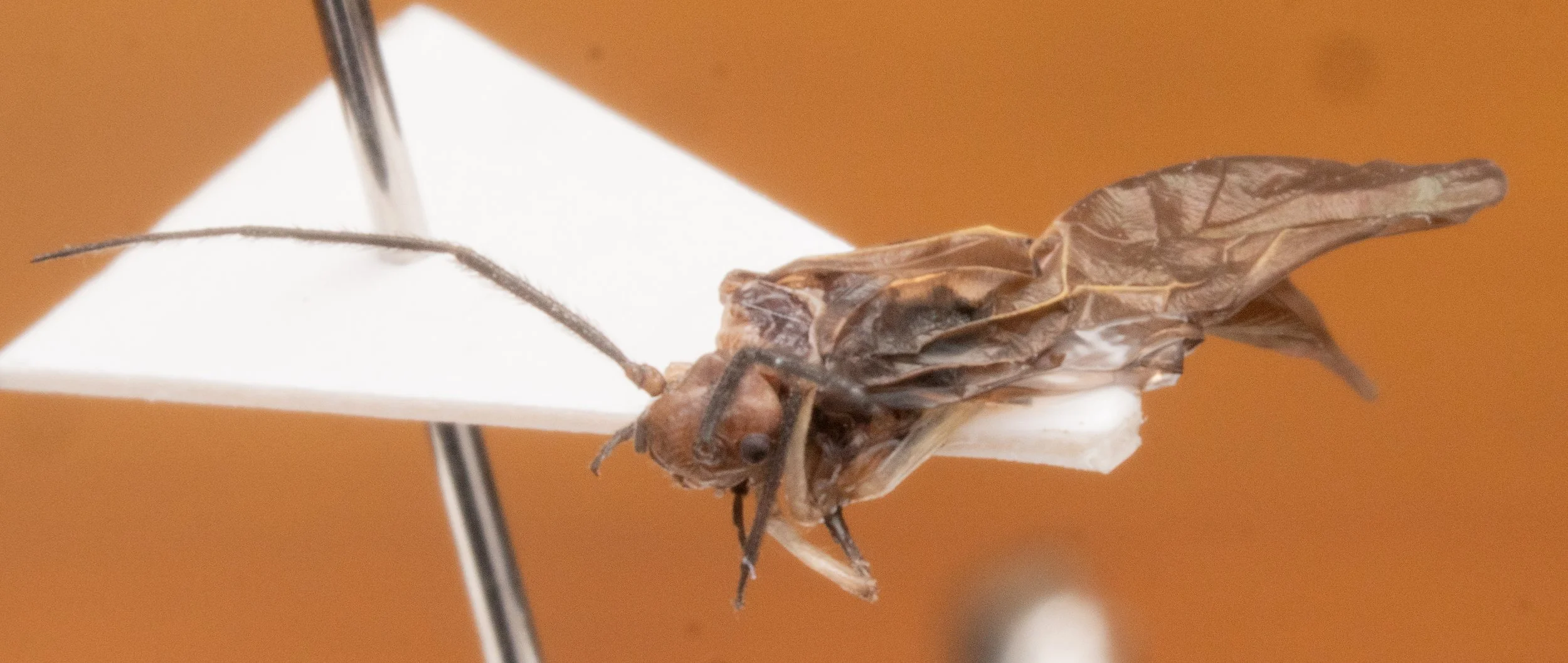 Psocomorpha (Psocidae) 2