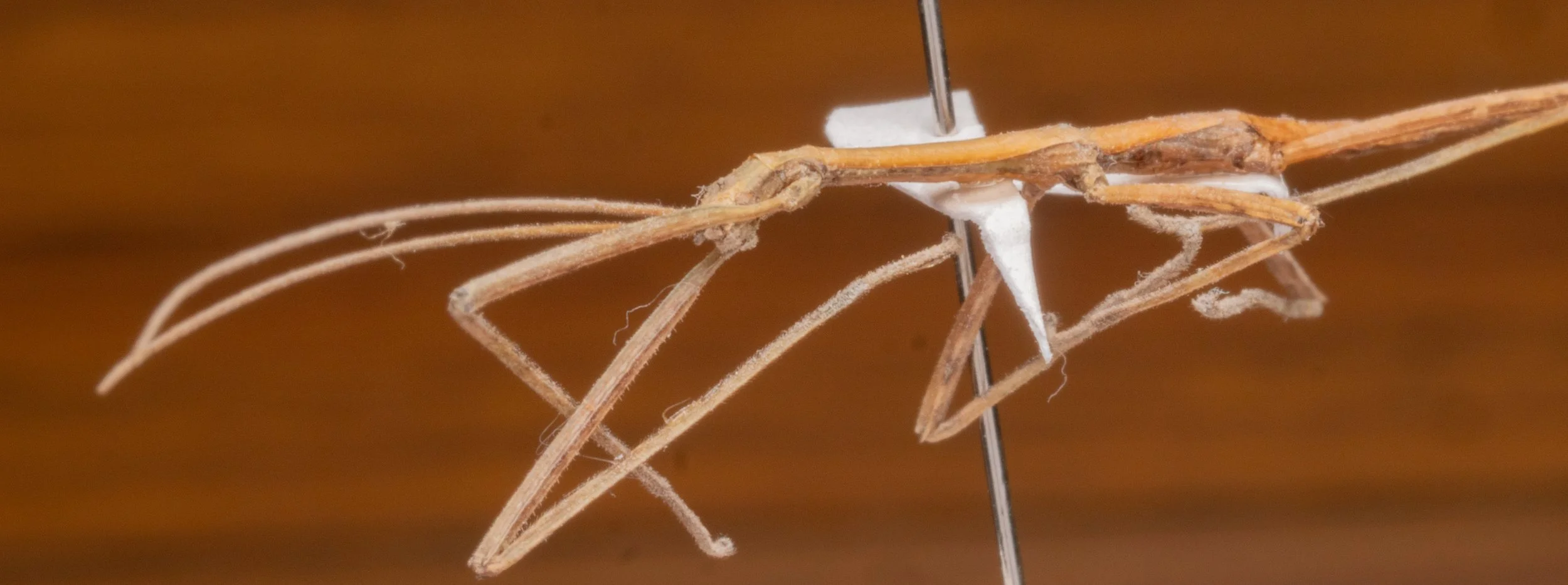 Phasmatidae