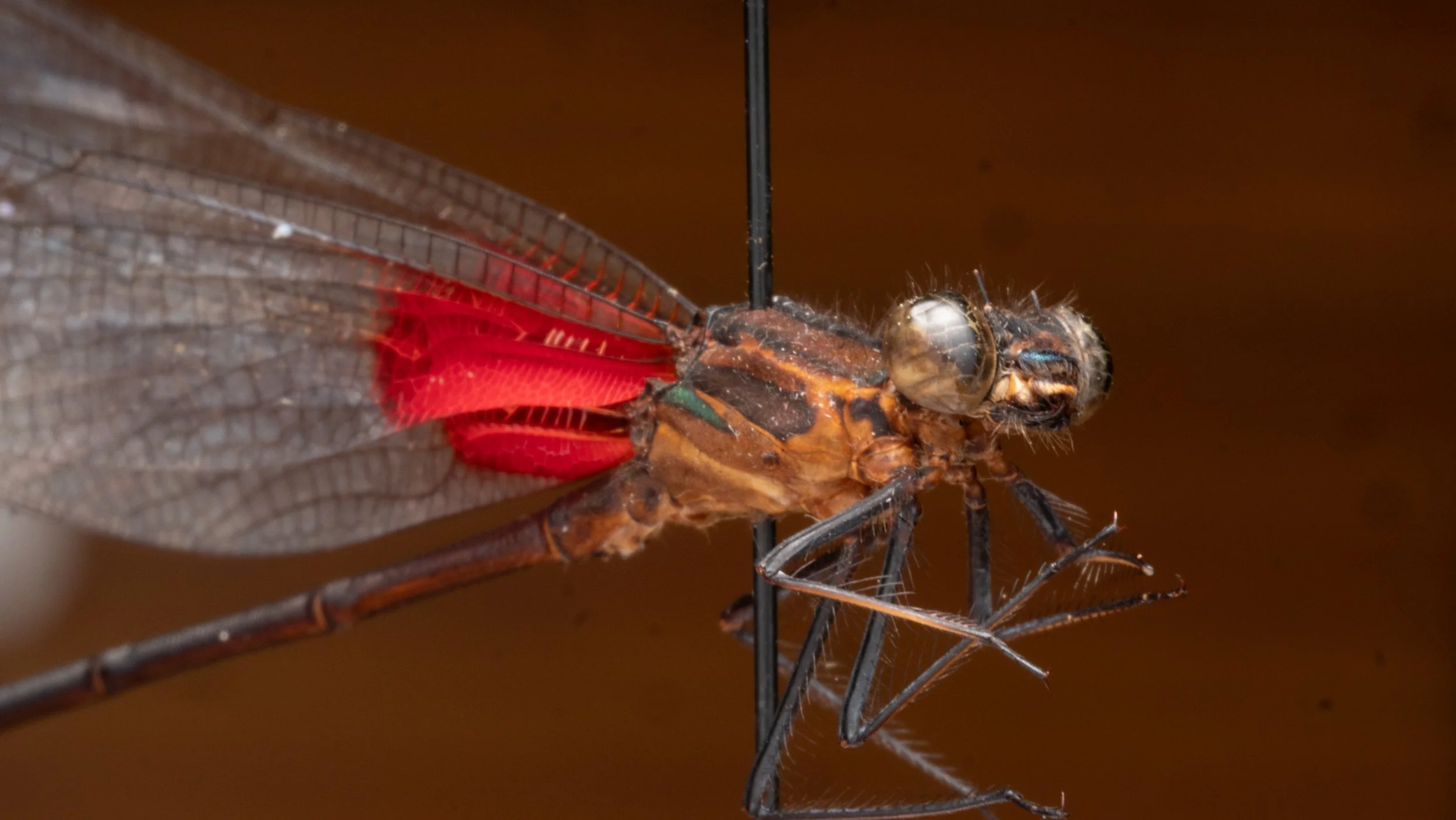 Calopterygidae - Hetaerina sp.